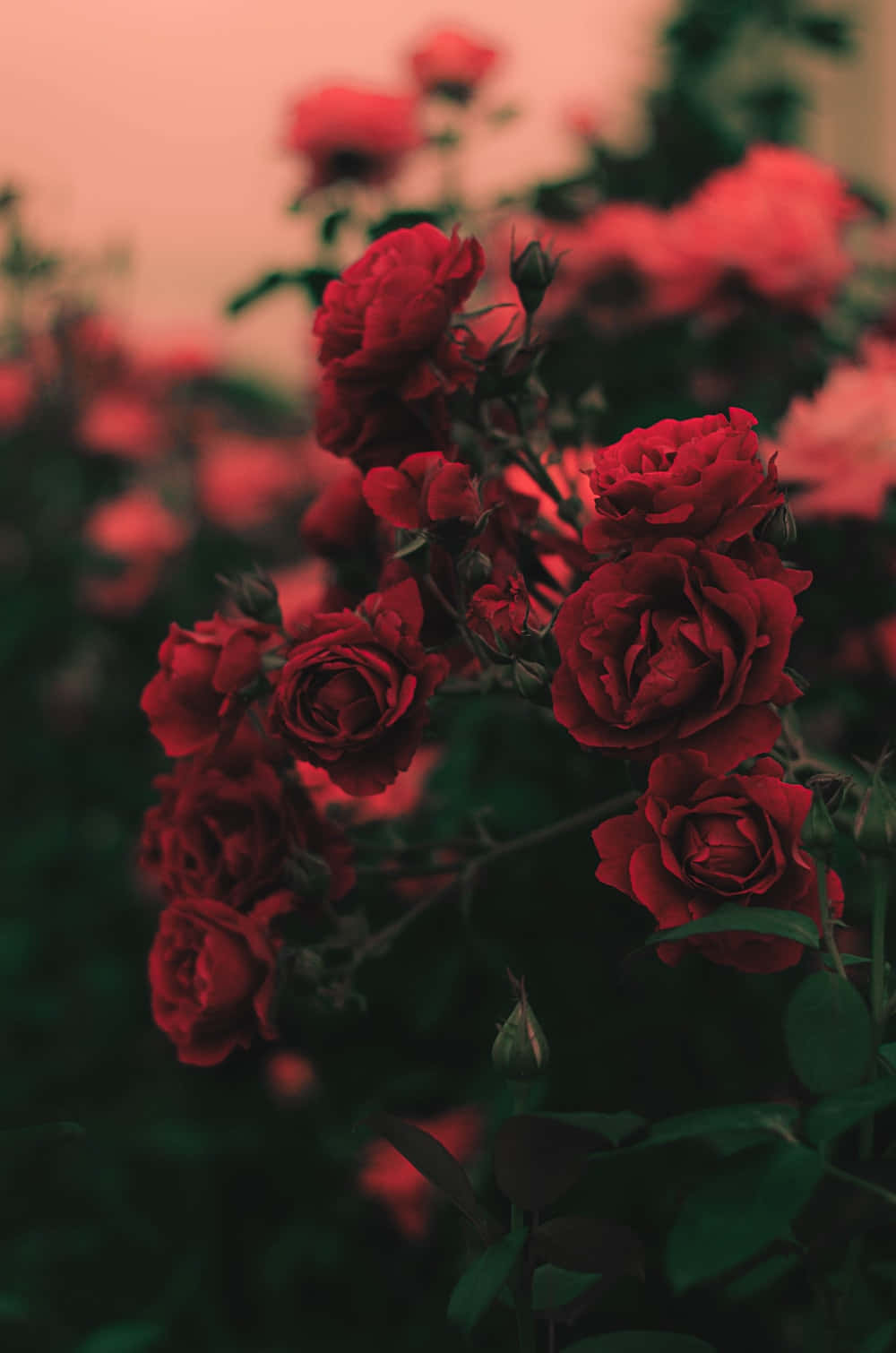 ช่อดอกกุหลาบสีเหลืองสวยงามสดใสมีชีวิตชีวา วอลเปเปอร์