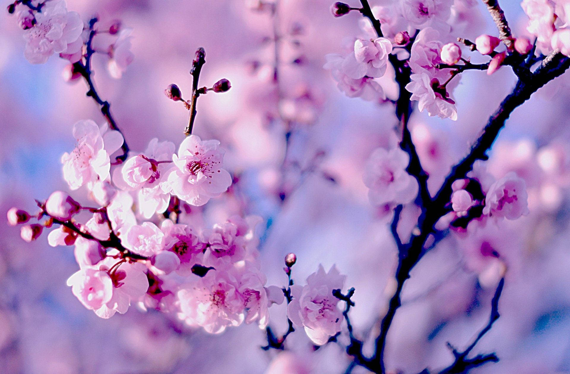 วอลเปเปอร์ซากุระญี่ปุ่น — ซากุระ วอลเปเปอร์
