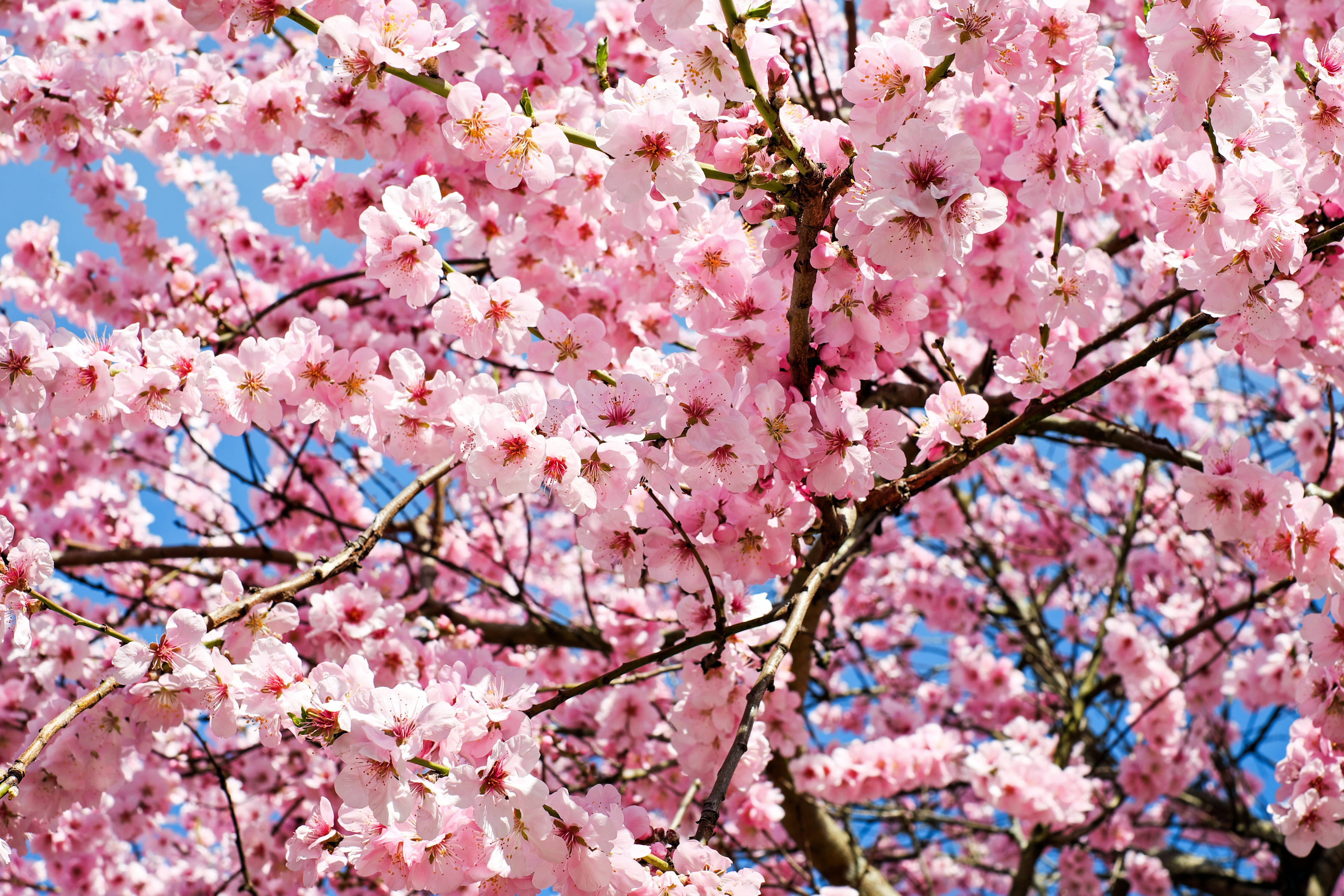 ซากุระบานสะพรั่งสีชมพูสดใส วอลเปเปอร์