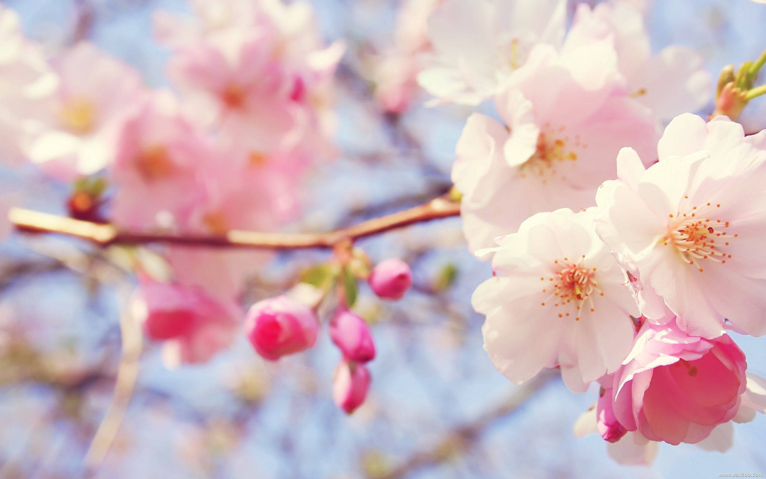 ซากุระสีชมพูบานสะพรั่งน่าหลงใหล วอลเปเปอร์