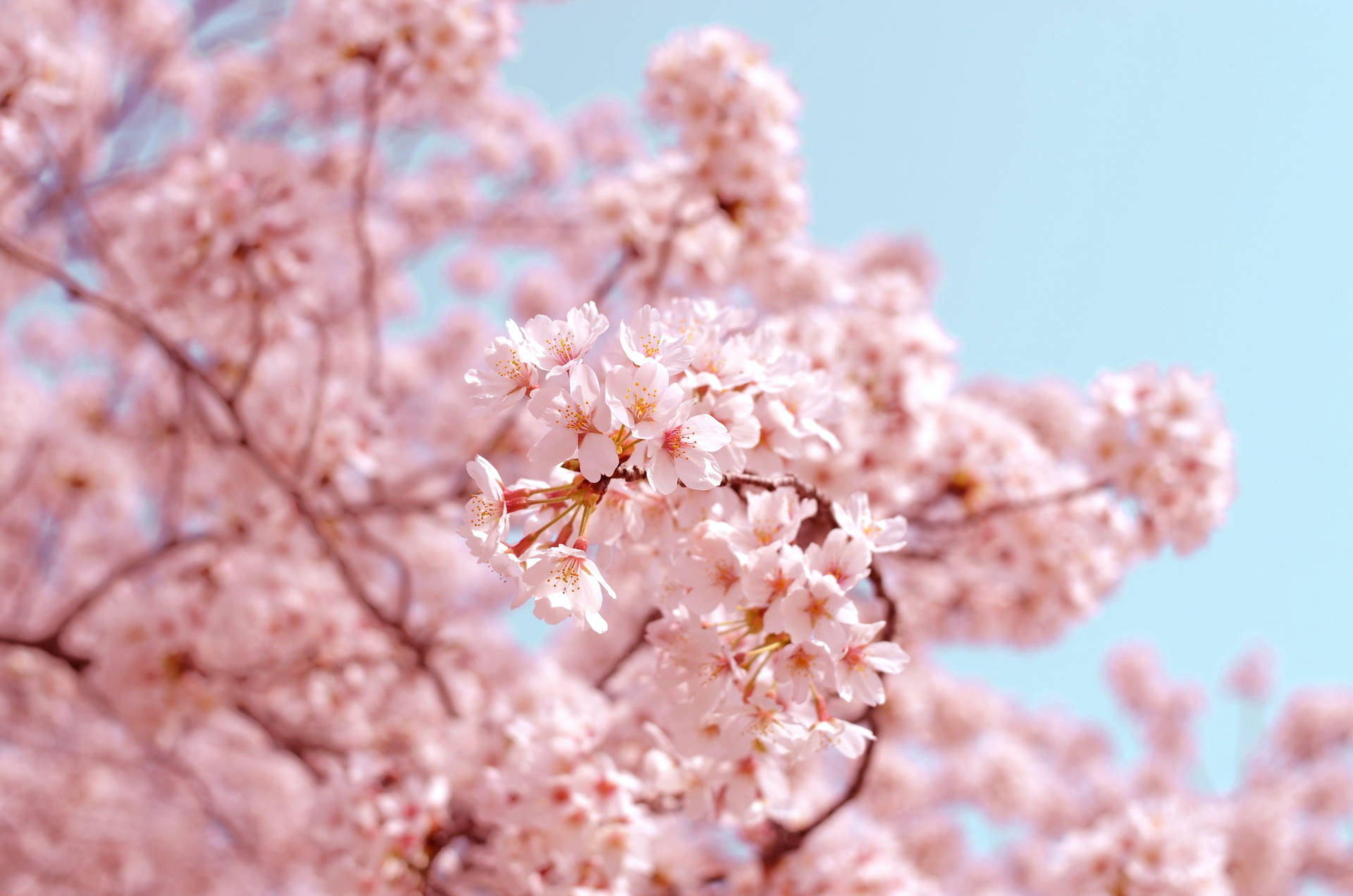 ซากุระเบลอสวยๆ สไตล์สปริง — ซากุระ วอลเปเปอร์