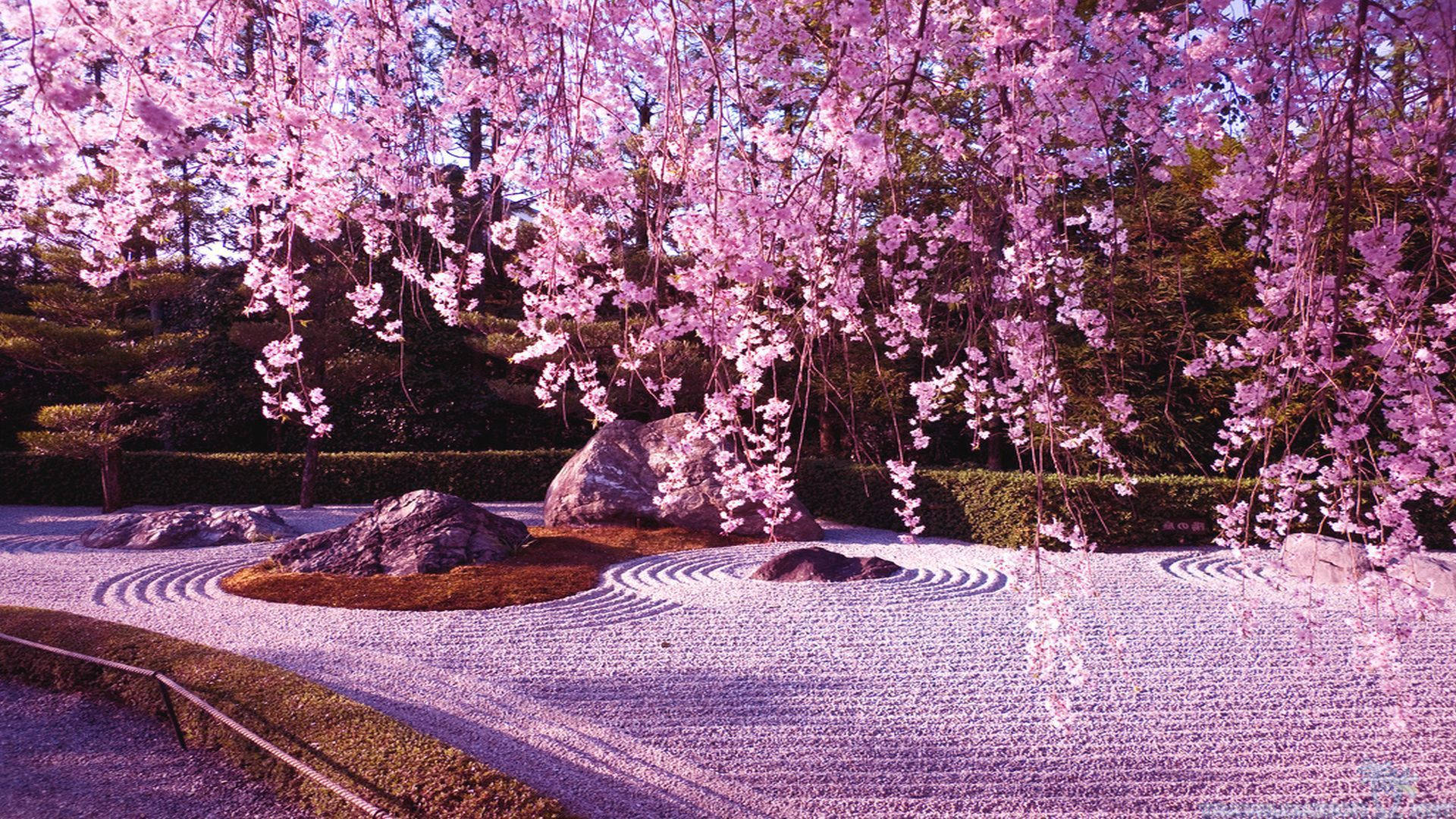 วอลเปเปอร์ซากุระและสวนหิน — ซากุระ วอลเปเปอร์