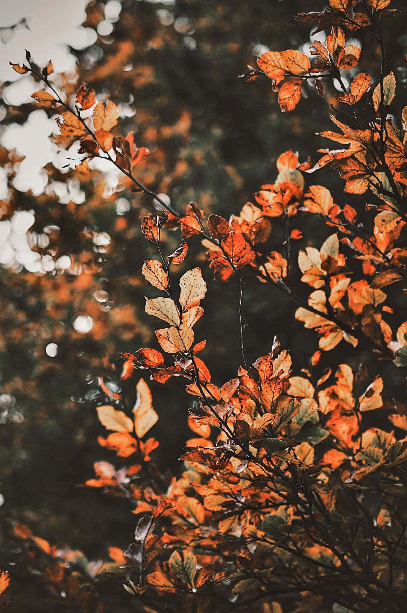 ซึมซับความงามของฤดูใบไม้ร่วงกับใบไม้หลากสีสันของ Aesthetic Fall วอลเปเปอร์