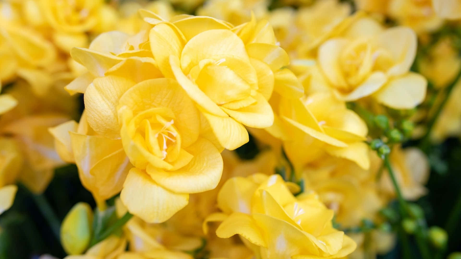 ซึมซับความสุขกับสุนทรียะสีเหลือง วอลเปเปอร์