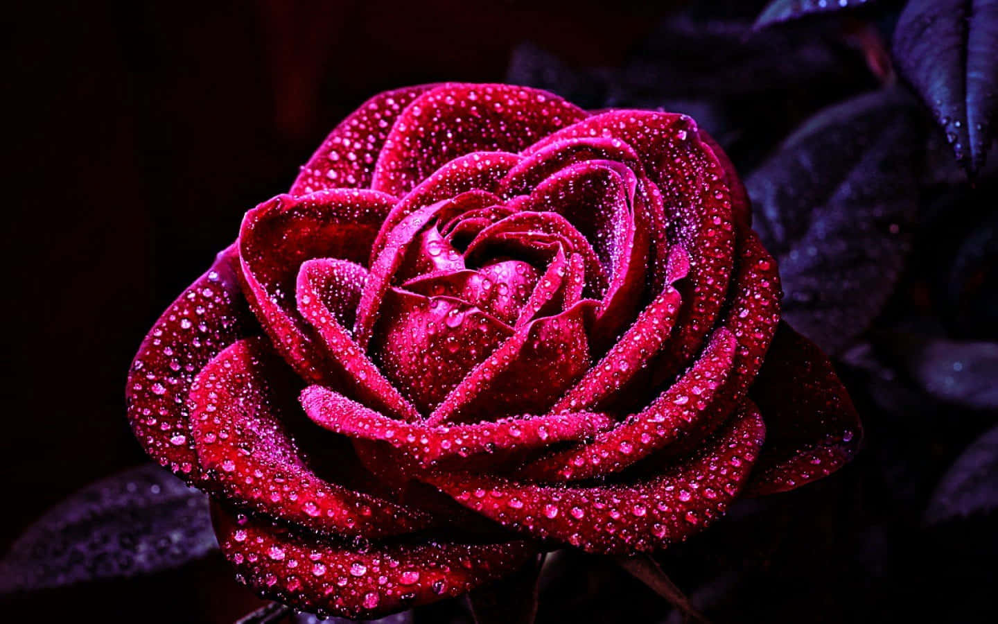 ดอกกุหลาบที่เบ่งบานอย่างสวยงาม วอลเปเปอร์
