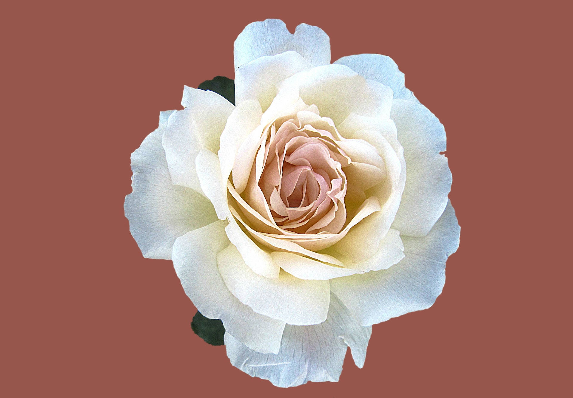 ดอกกุหลาบลายเวกเตอร์สวยงาม วอลเปเปอร์