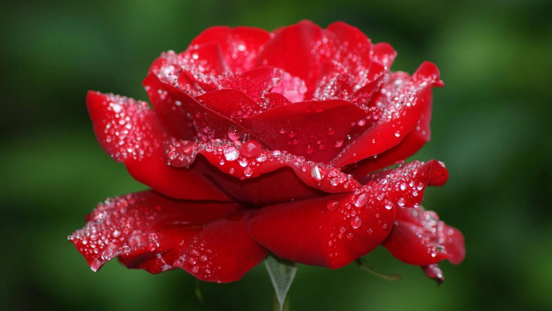 ดอกกุหลาบสวยงามท่ามกลางหมอก วอลเปเปอร์
