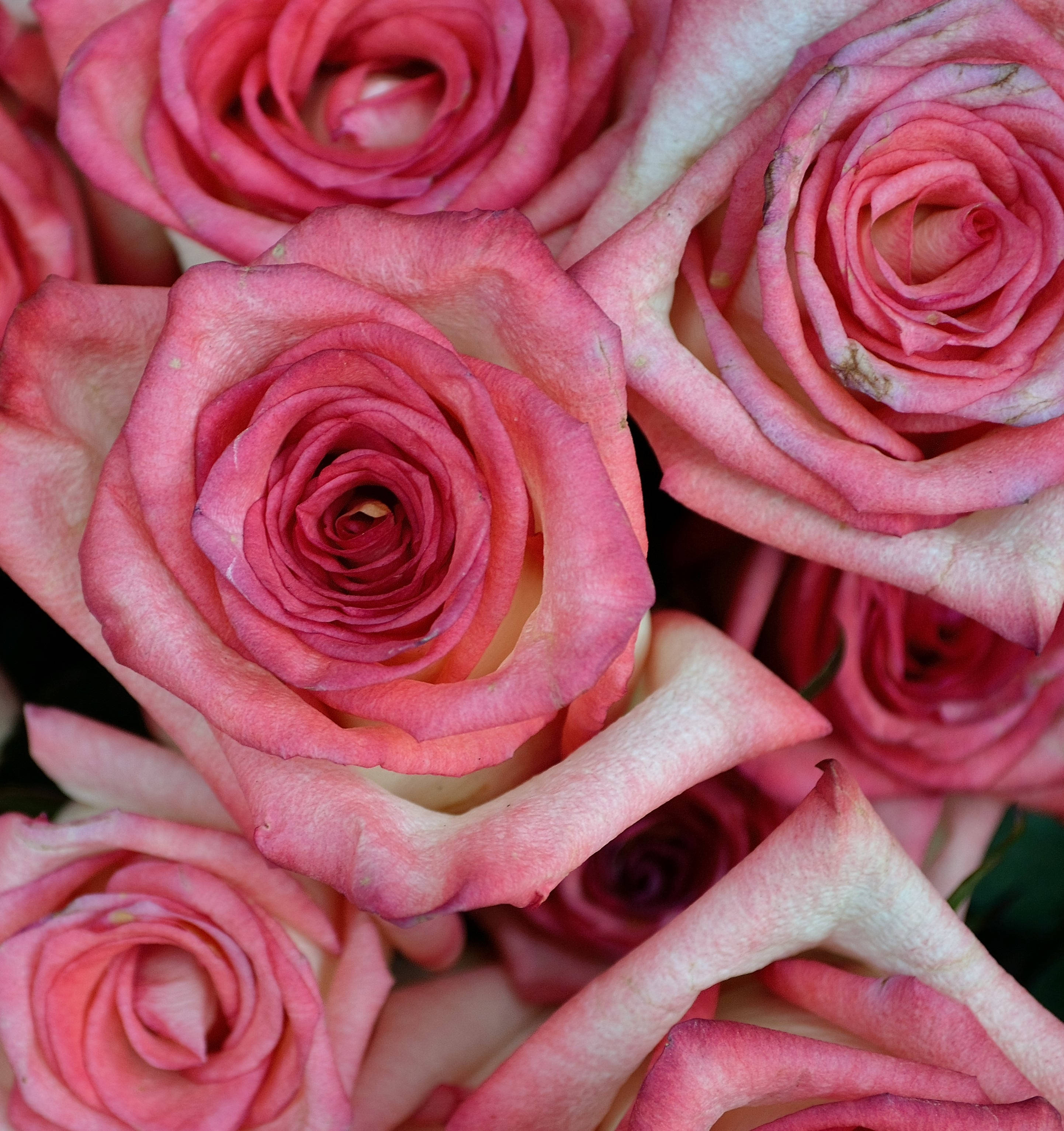 ดอกกุหลาบสีชมพูซูมใกล้ วอลเปเปอร์