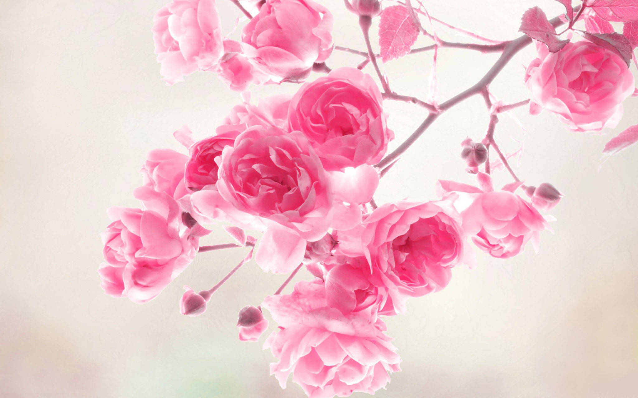 ดอกกุหลาบสีชมพูน่ารักในฤดูใบไม้ผลิ วอลเปเปอร์