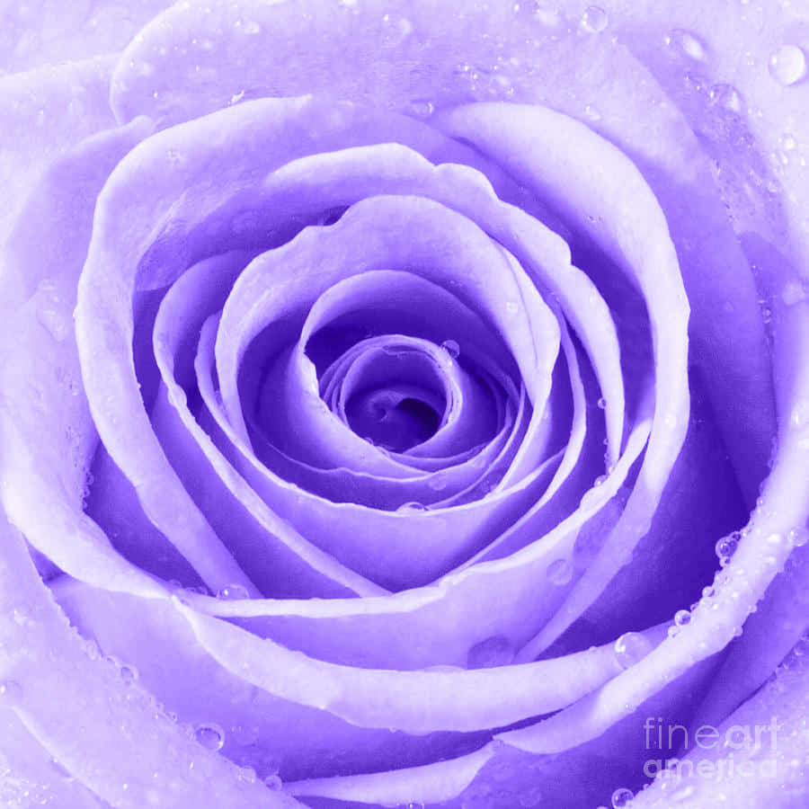 ดอกกุหลาบสีชมพูบานสะพรั่งงดงาม วอลเปเปอร์