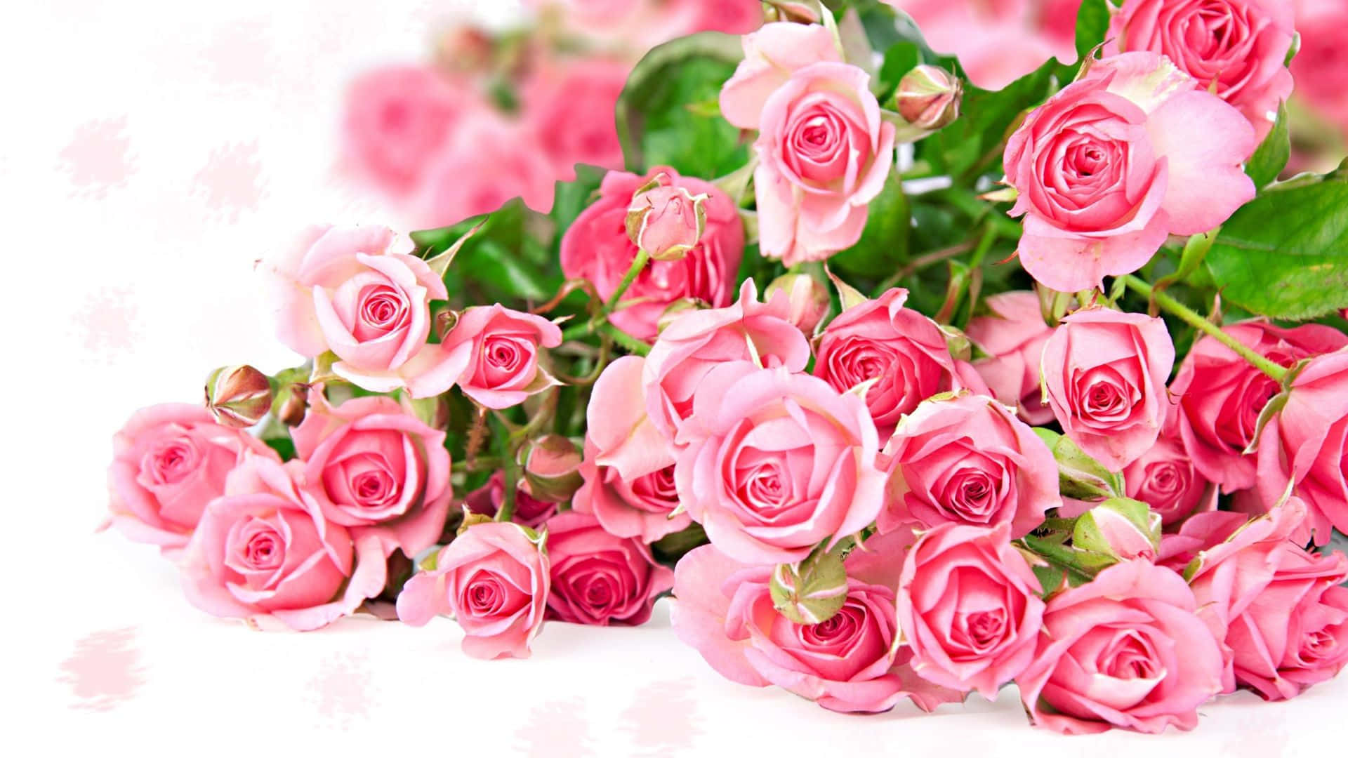ดอกกุหลาบสีชมพูบนพื้นผิวสีขาว วอลเปเปอร์