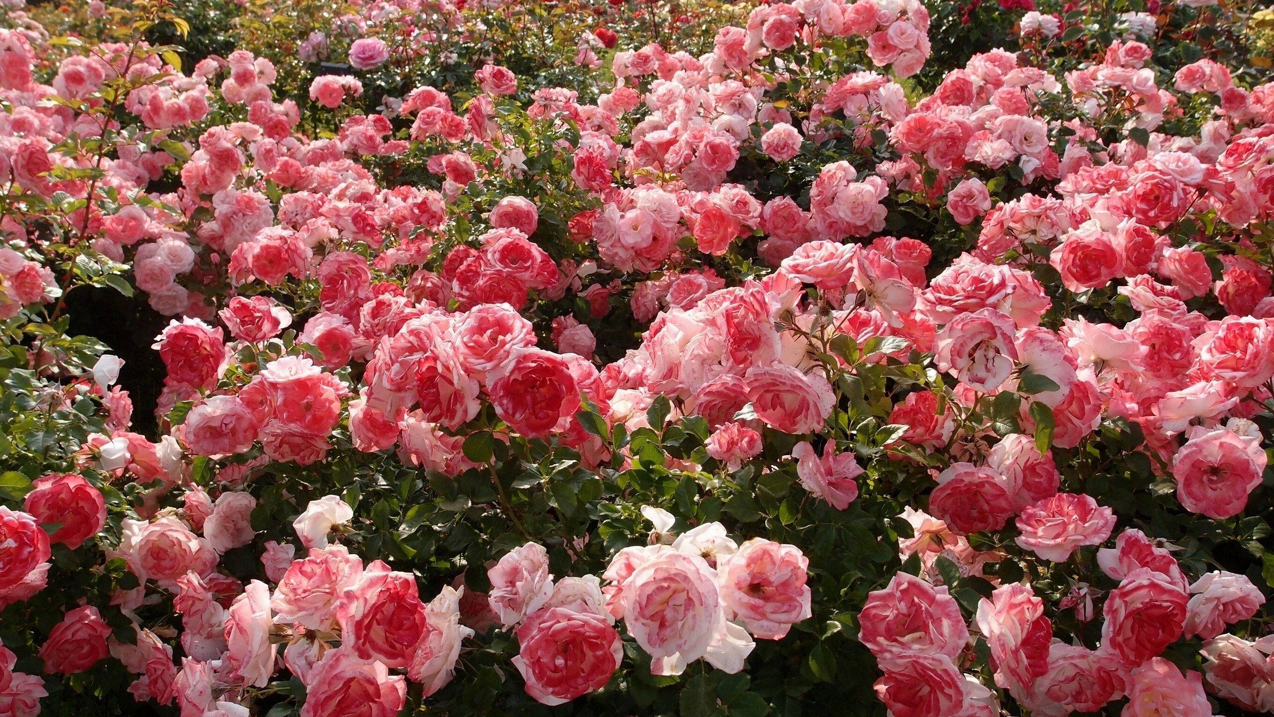 ดอกกุหลาบสีชมพูสวยงาม วอลเปเปอร์