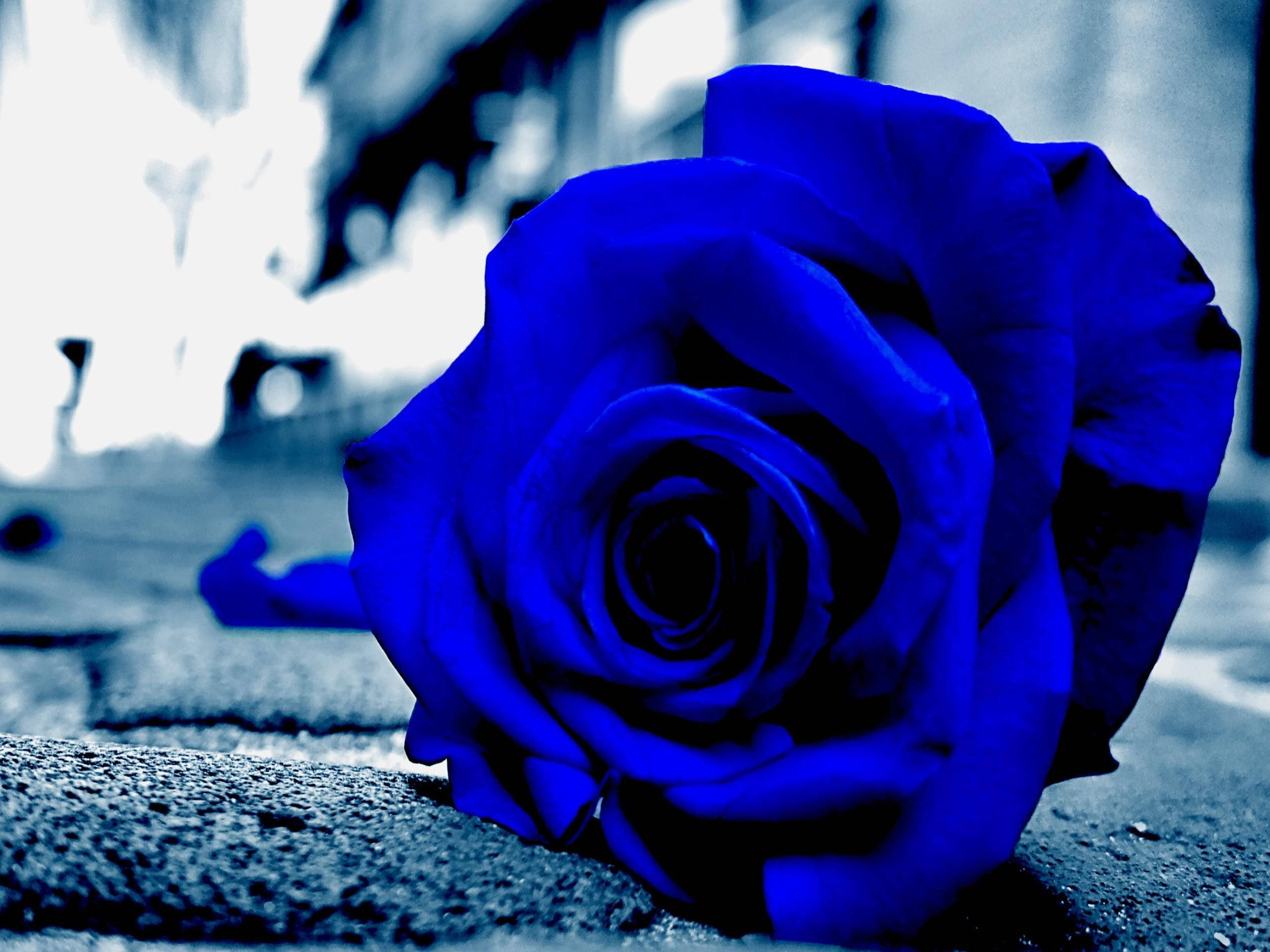 ดอกกุหลาบสีน้ำเงินสวยงามมุมใกล้ วอลเปเปอร์