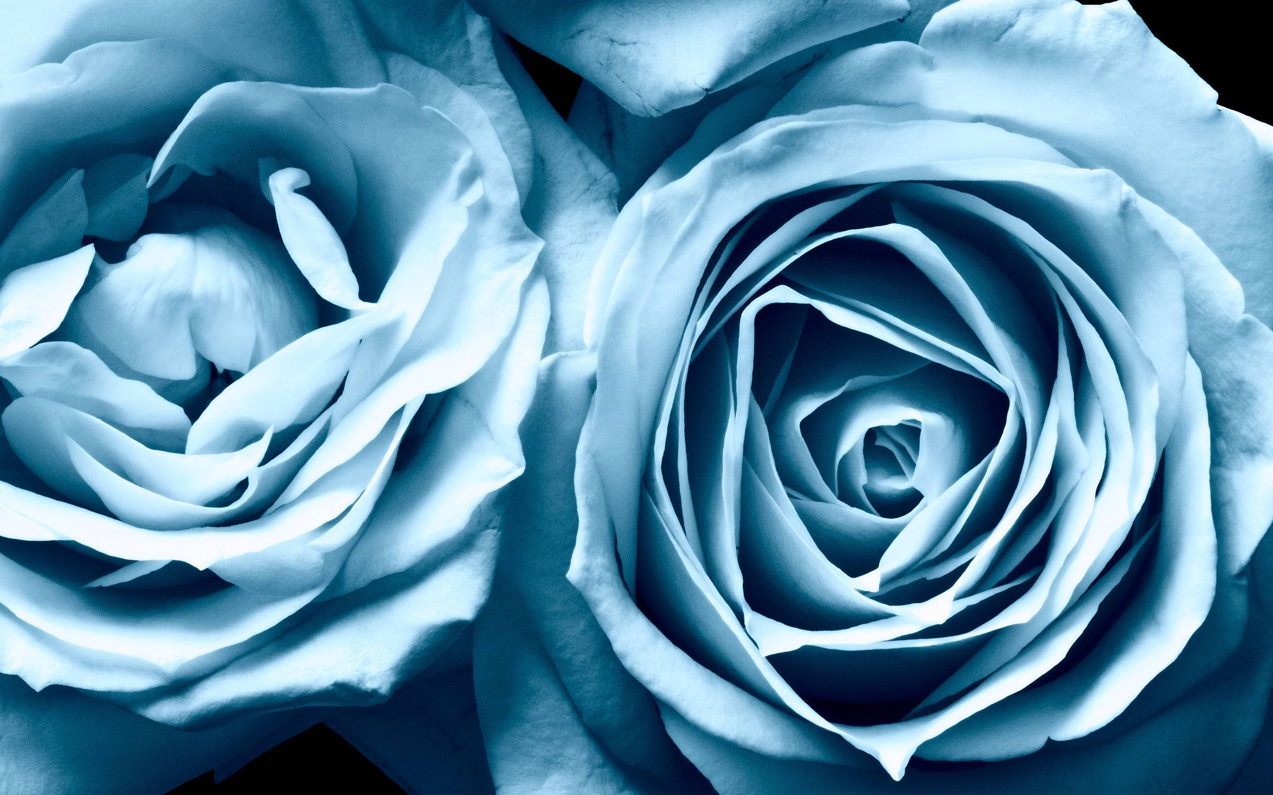 ดอกกุหลาบสีฟ้าอ่อนสวยงาม วอลเปเปอร์