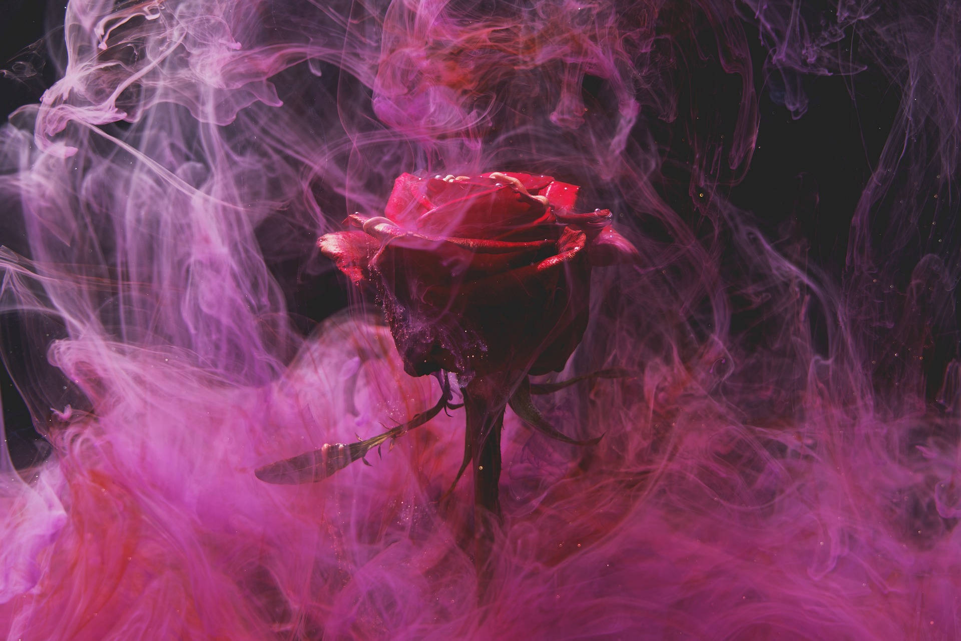 ดอกกุหลาบสีม่วงควันสุนทรีย์ วอลเปเปอร์