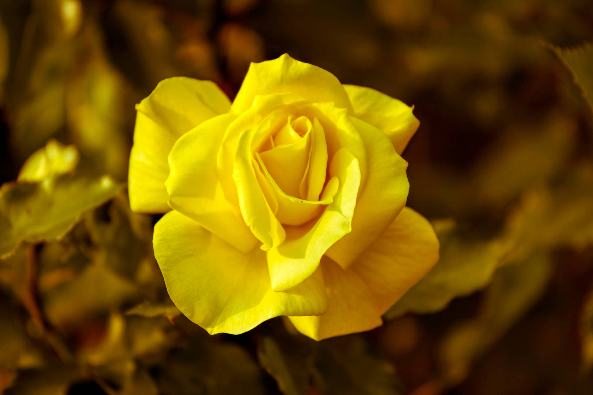 วอลเปเปอร์ดอกกุหลาบสีเหลือง — กุหลาบ วอลเปเปอร์