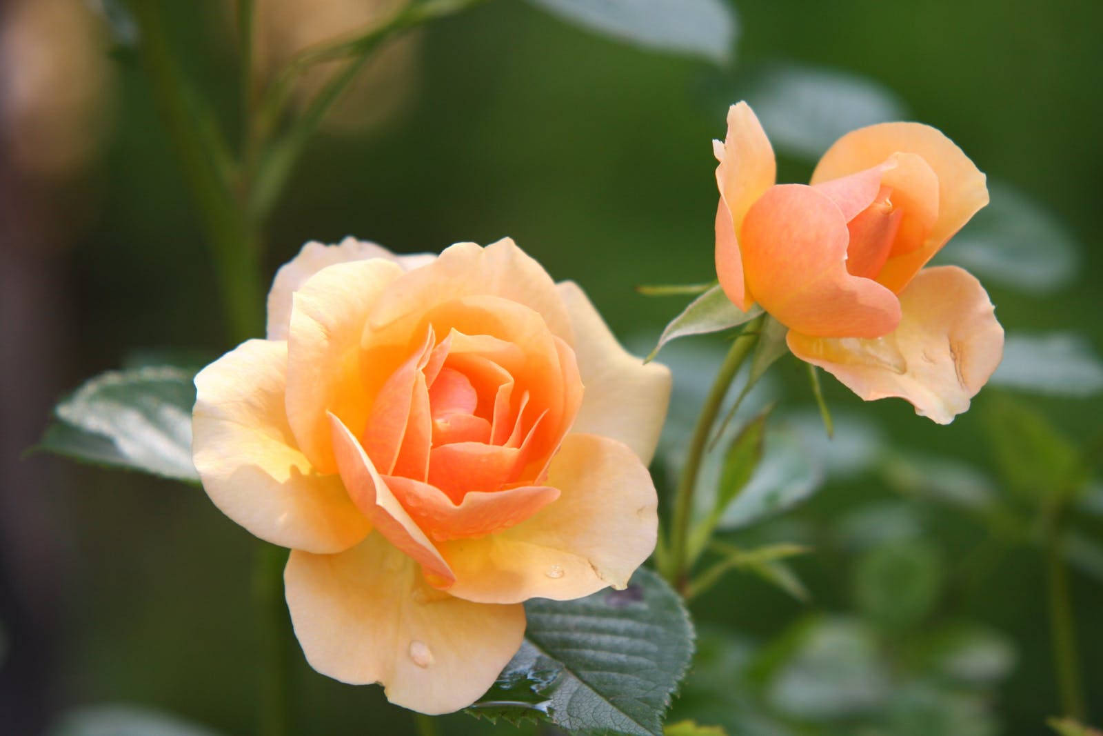 ดอกกุหลาบสีเหลืองสองดอก วอลเปเปอร์