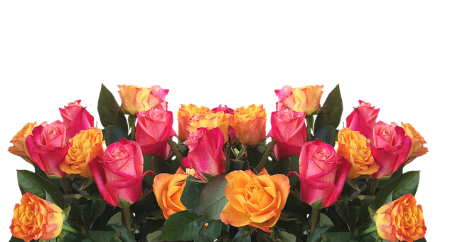 ดอกกุหลาบสีเหลืองชมพูสดใสบนพื้นหลังสีดำ วอลเปเปอร์