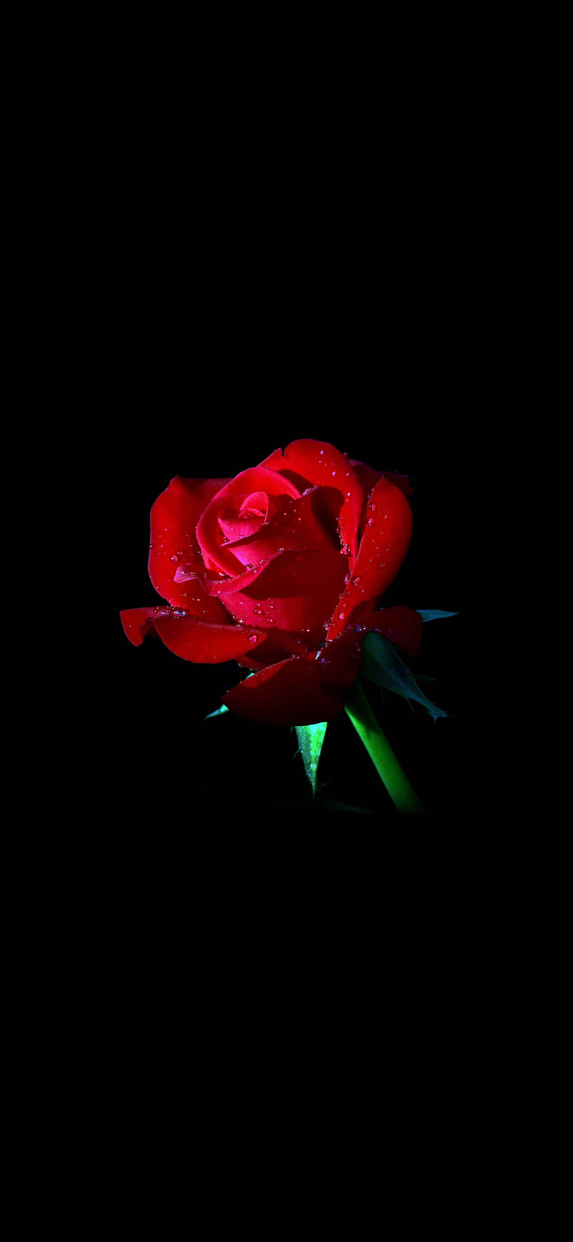 ดอกกุหลาบสีแดงบนพื้นหลังสีดำ วอลเปเปอร์