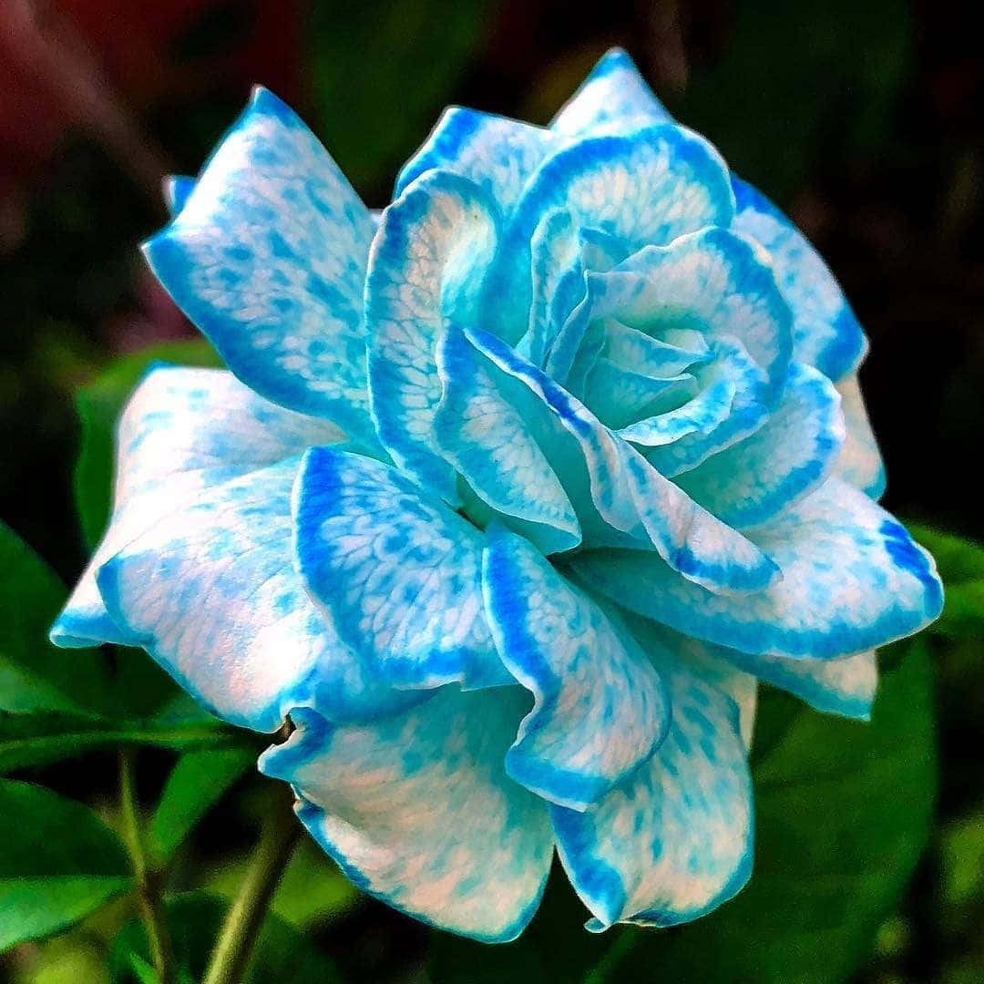 ดอกกุหลาบสีแดงสดสวยงามตระการตา วอลเปเปอร์