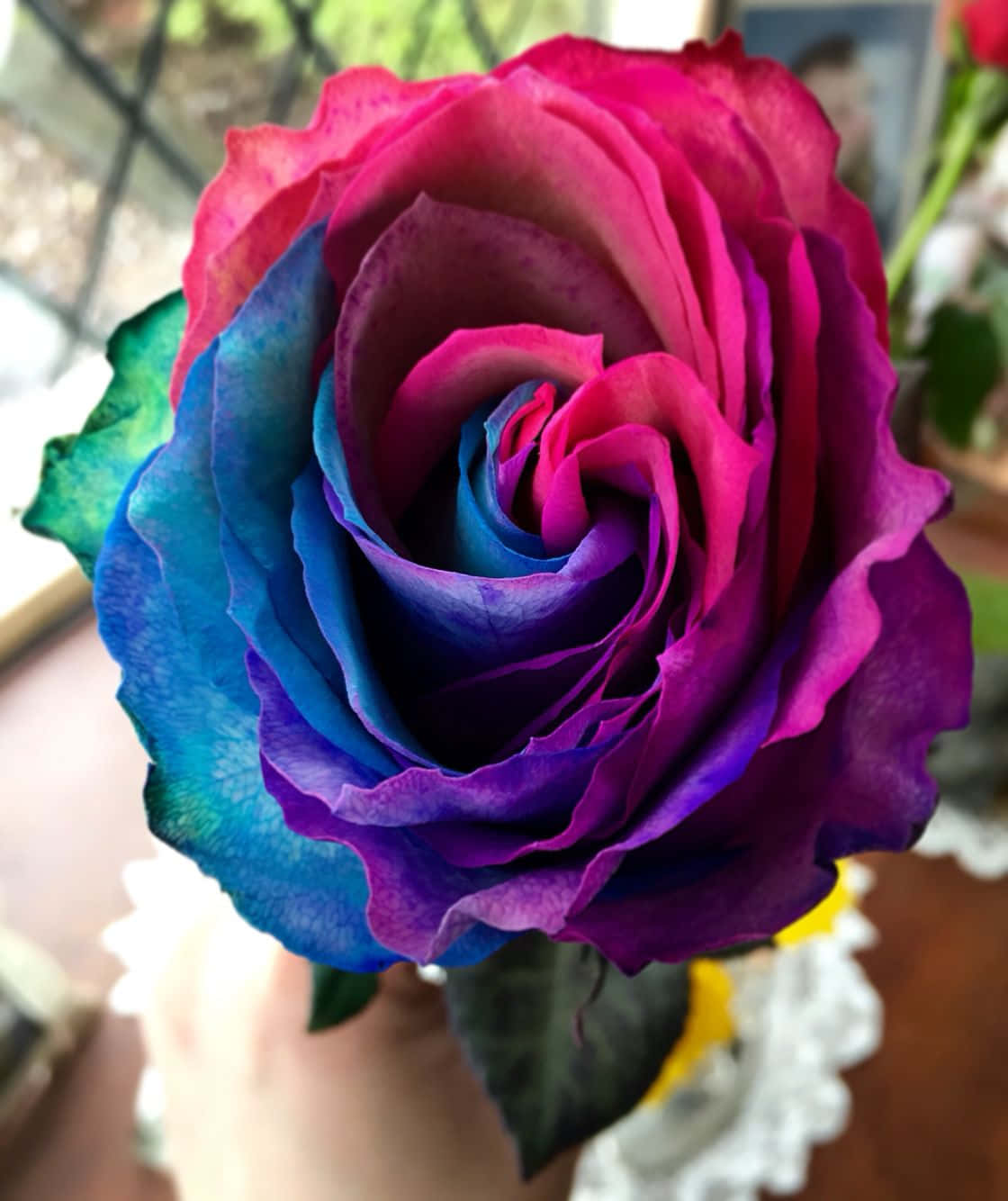 ดอกกุหลาบอ่อนช้อยกับกลีบดอกที่สวยงาม วอลเปเปอร์