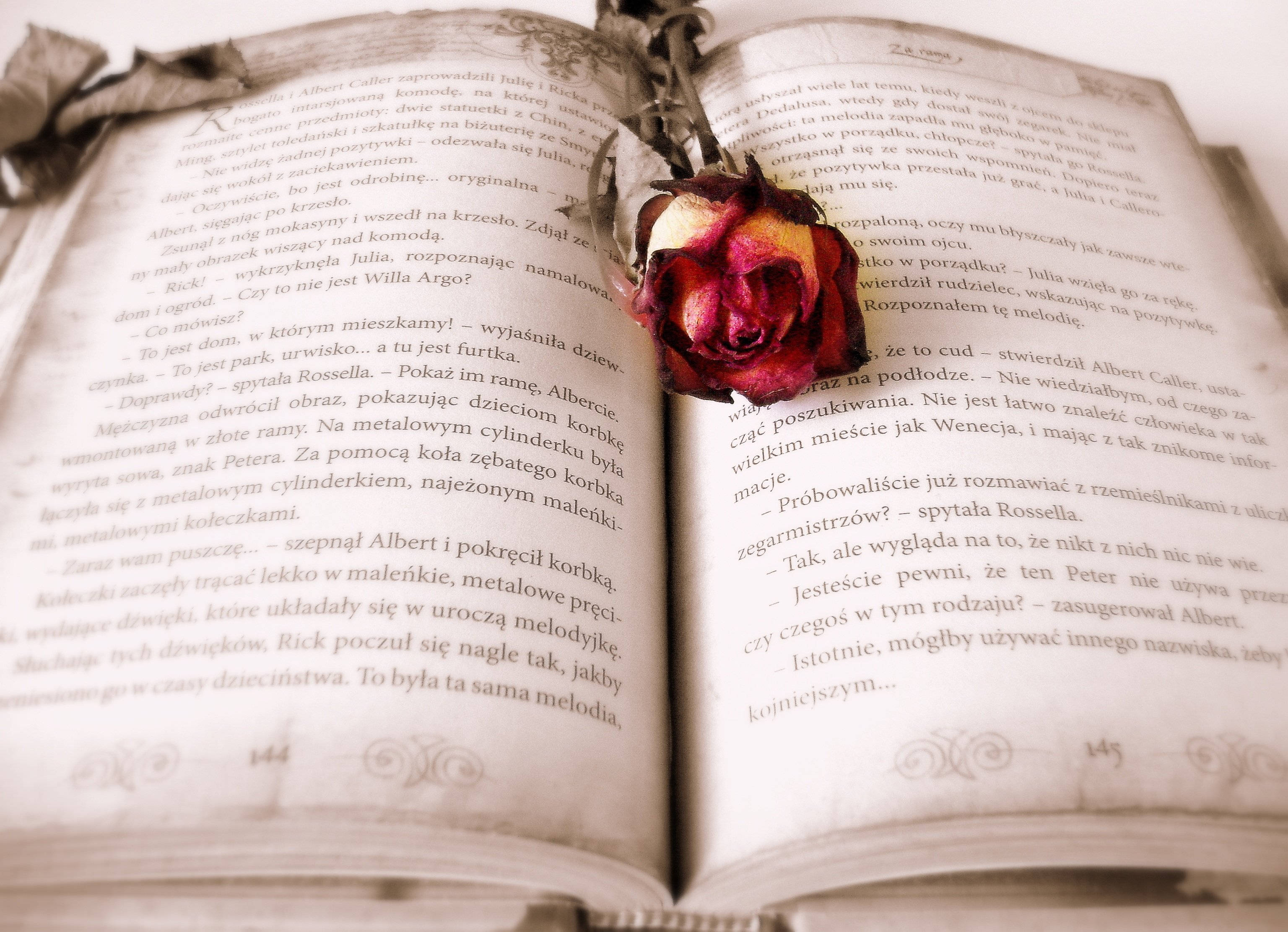 ดอกกุหลาบแดงบนหนังสือที่เปิดสวยงาม วอลเปเปอร์