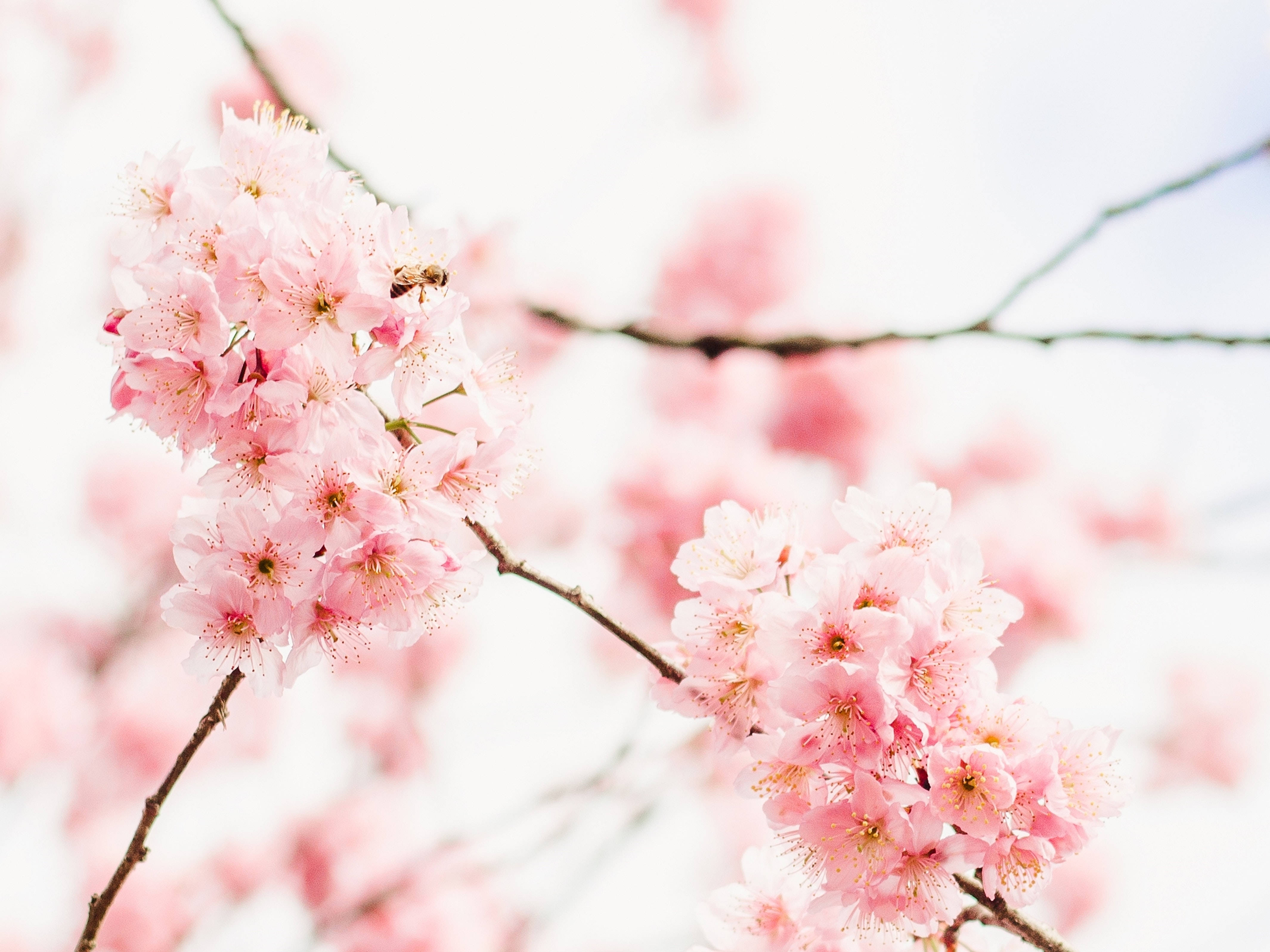 ดอกซากุระสวยงามบนเดสก์ทอป วอลเปเปอร์