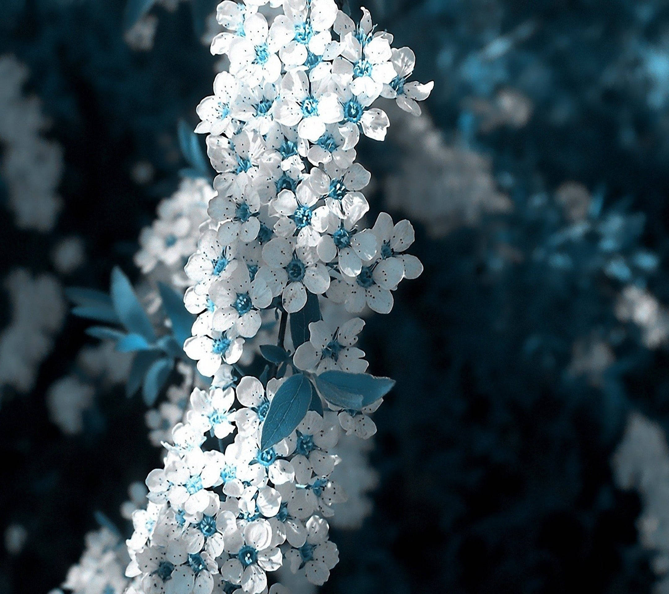ดอกซากุระสีขาวฟ้าสวยงาม วอลเปเปอร์