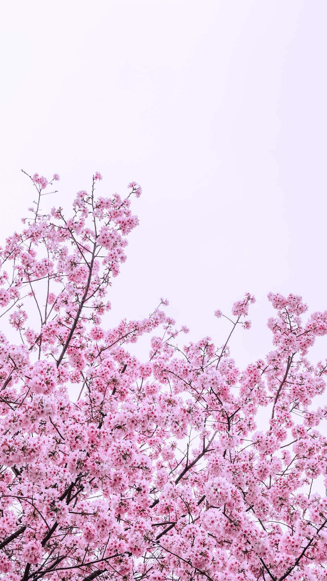ดอกซากุระสีชมพูบนต้นไม้ วอลเปเปอร์