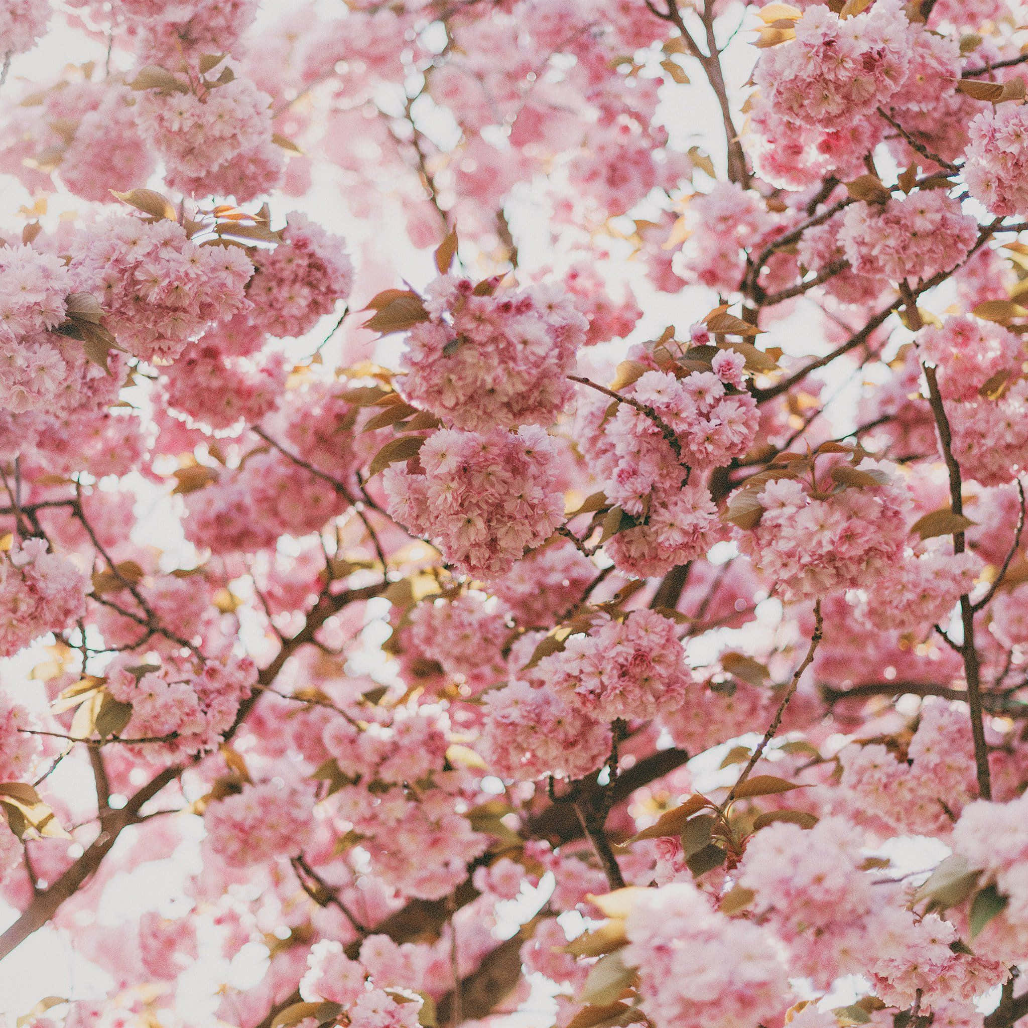 ดอกซากุระสีชมพูบนต้นไม้ วอลเปเปอร์
