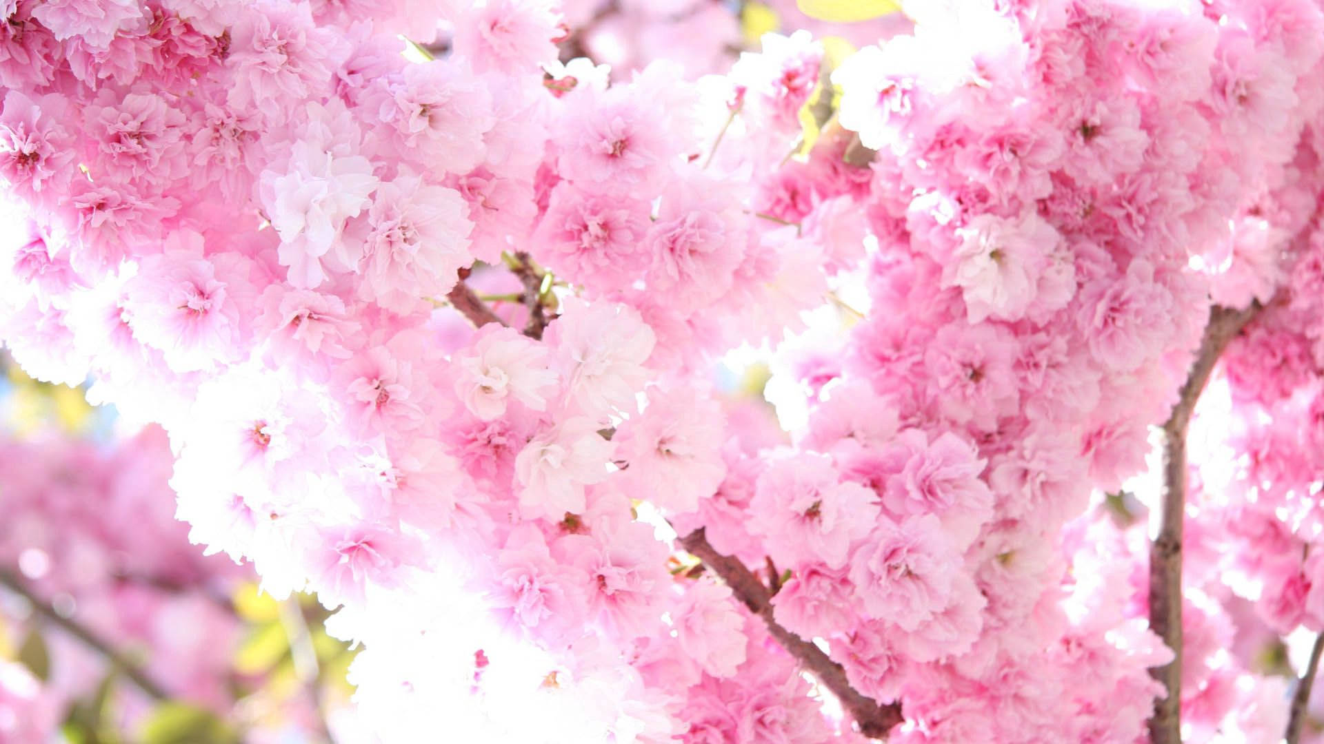ดอกซากุระสีชมพูสวยในฤดูใบไม้ผลิ วอลเปเปอร์