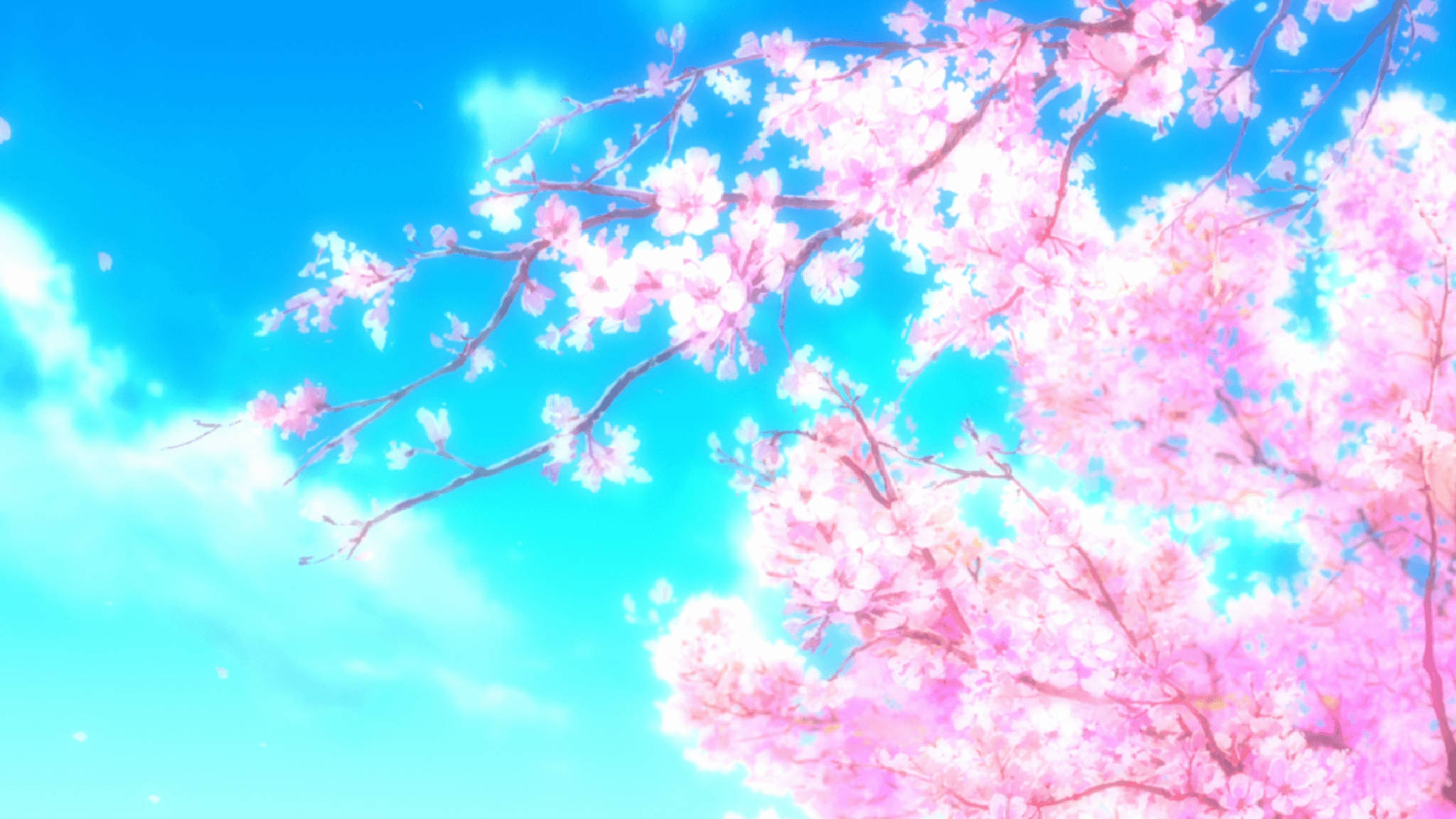 ดอกซากุระสีชมพูสไตล์อนิเมะ วอลเปเปอร์
