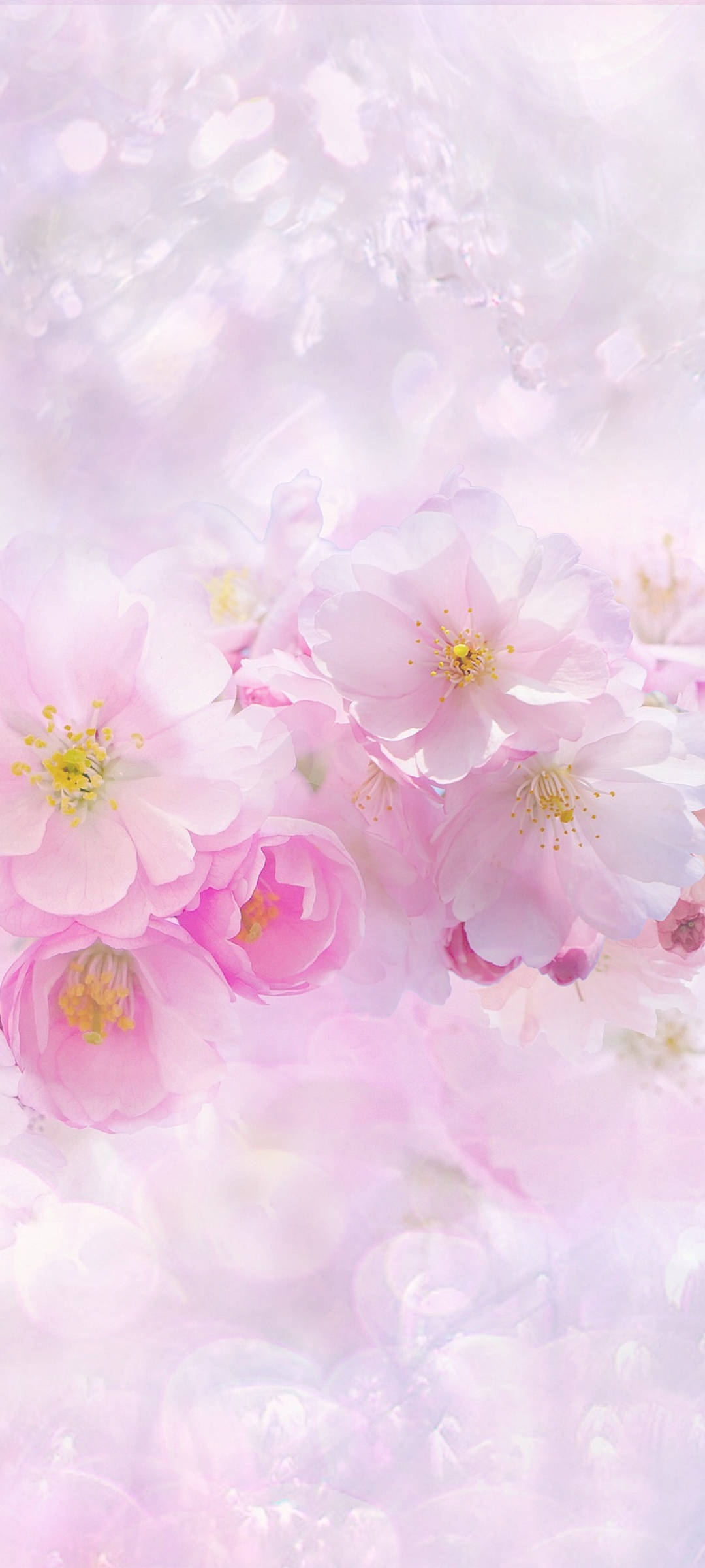 ดอกซากุระสีชมพูและขาวสวยแห่งฤดูใบไม้ผลิ วอลเปเปอร์