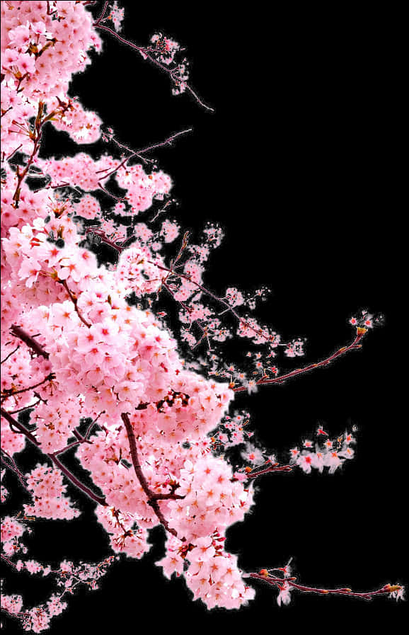 ดอกซากุระสีสันสดใสบนพื้นหลังสีดำ วอลเปเปอร์