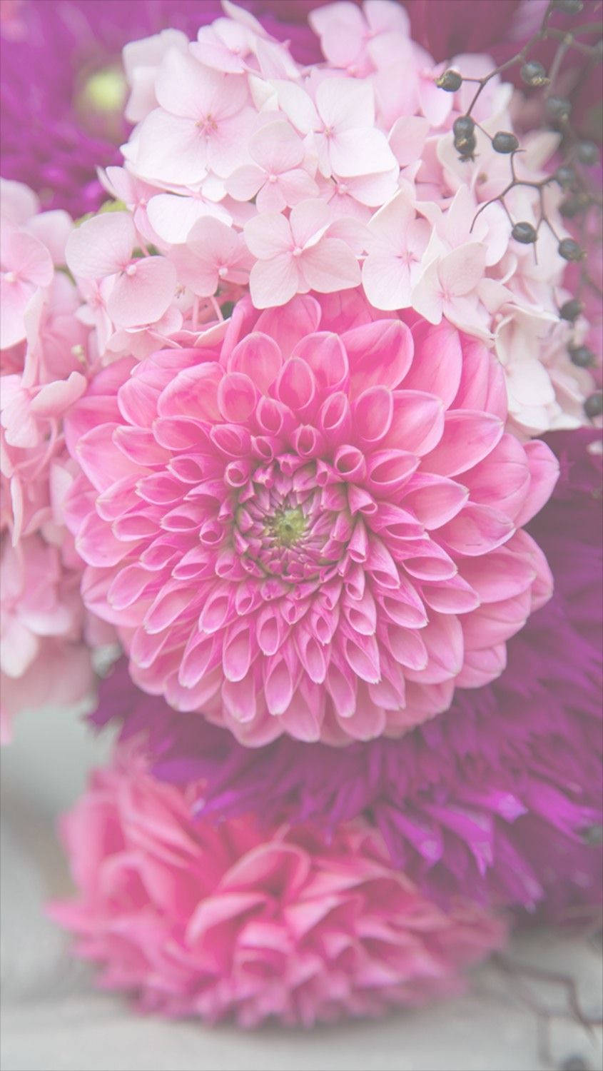 ดอกดาเลียสีชมพูสำหรับไอโฟน วอลเปเปอร์