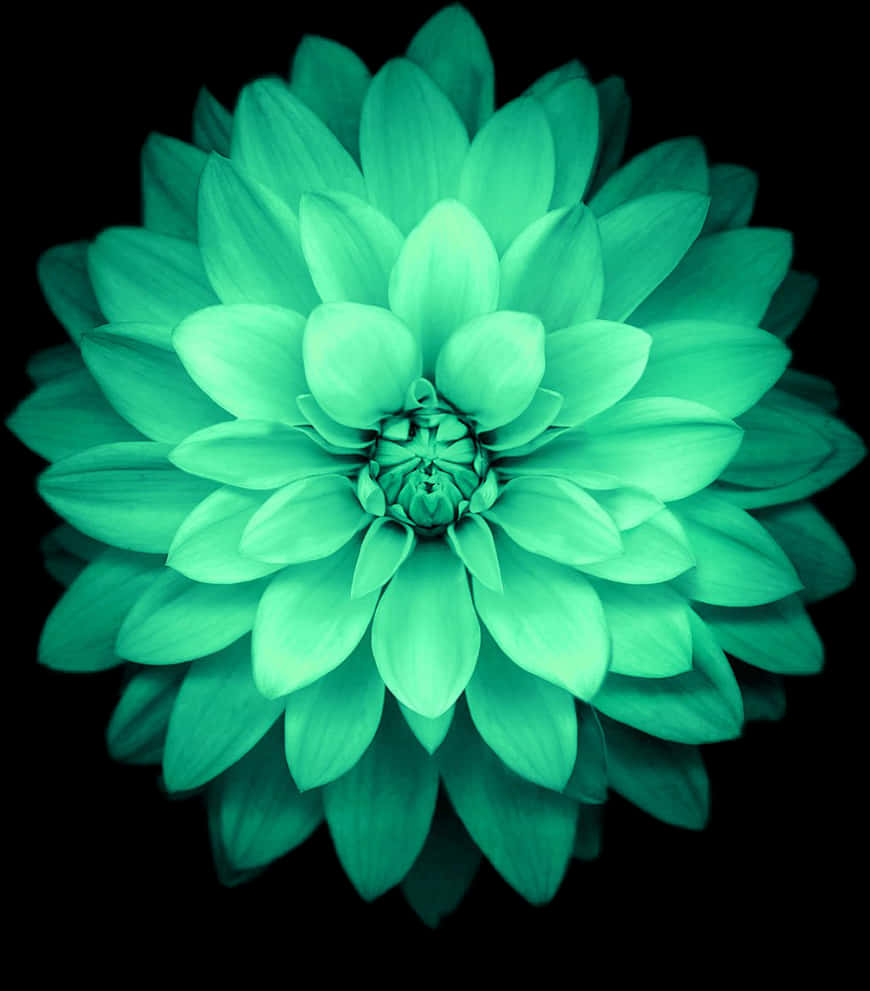ดอกดาเลียสีมรกตบานสะพรั่ง วอลเปเปอร์
