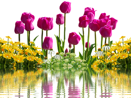 ดอกทิวลิปสีสันสดใสและดอกไม้สีเหลืองสะท้อนเงา วอลเปเปอร์