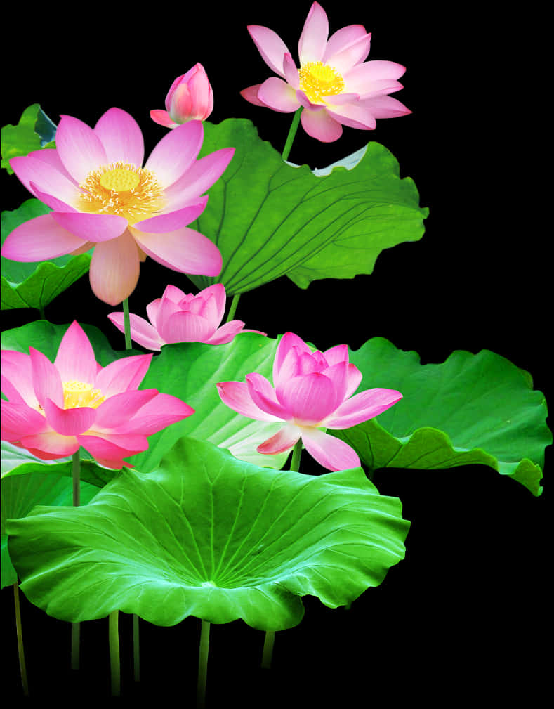 ดอกบัวบานและใบบัว วอลเปเปอร์