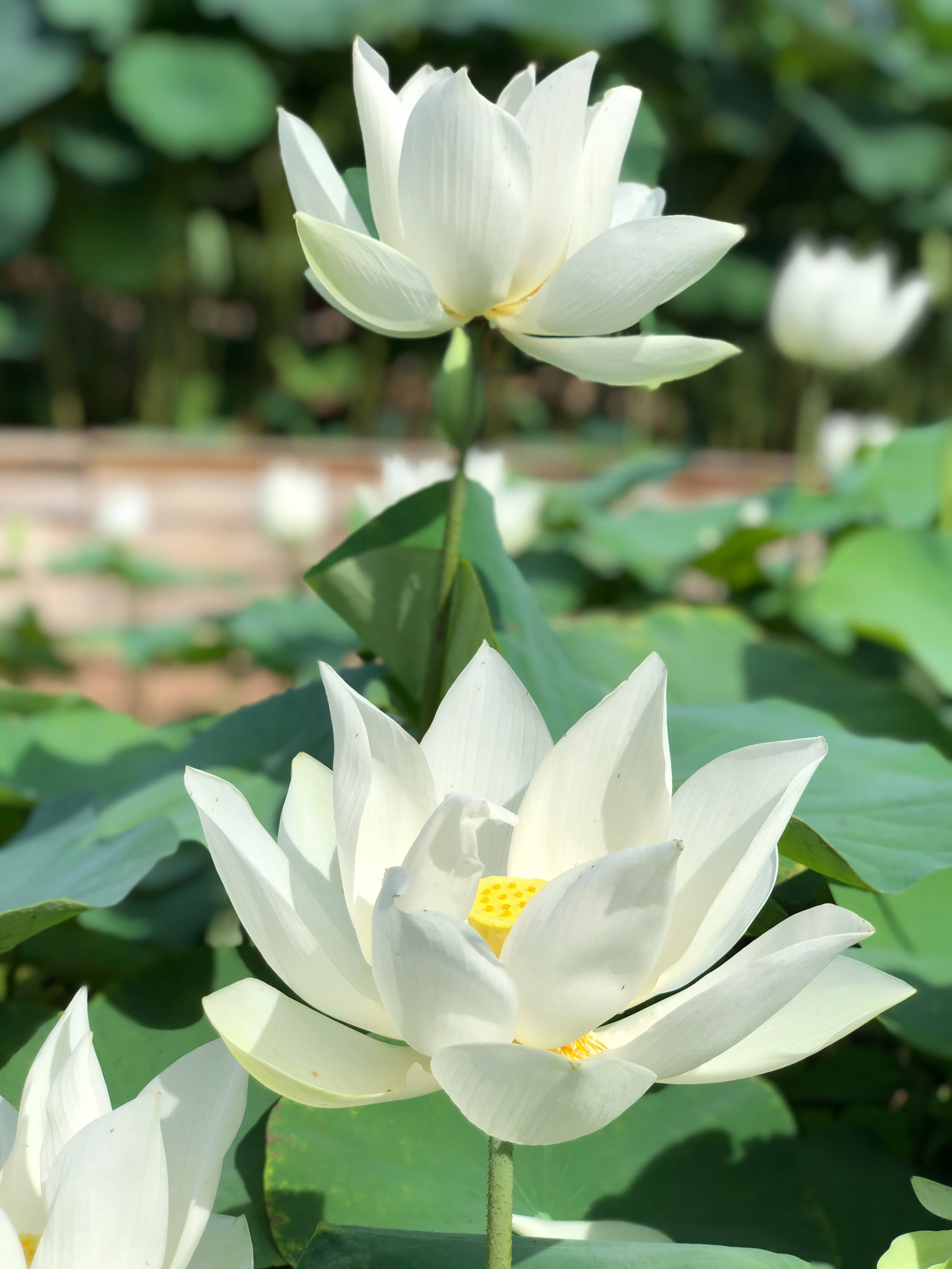 ดอกบัวสีขาว วอลเปเปอร์