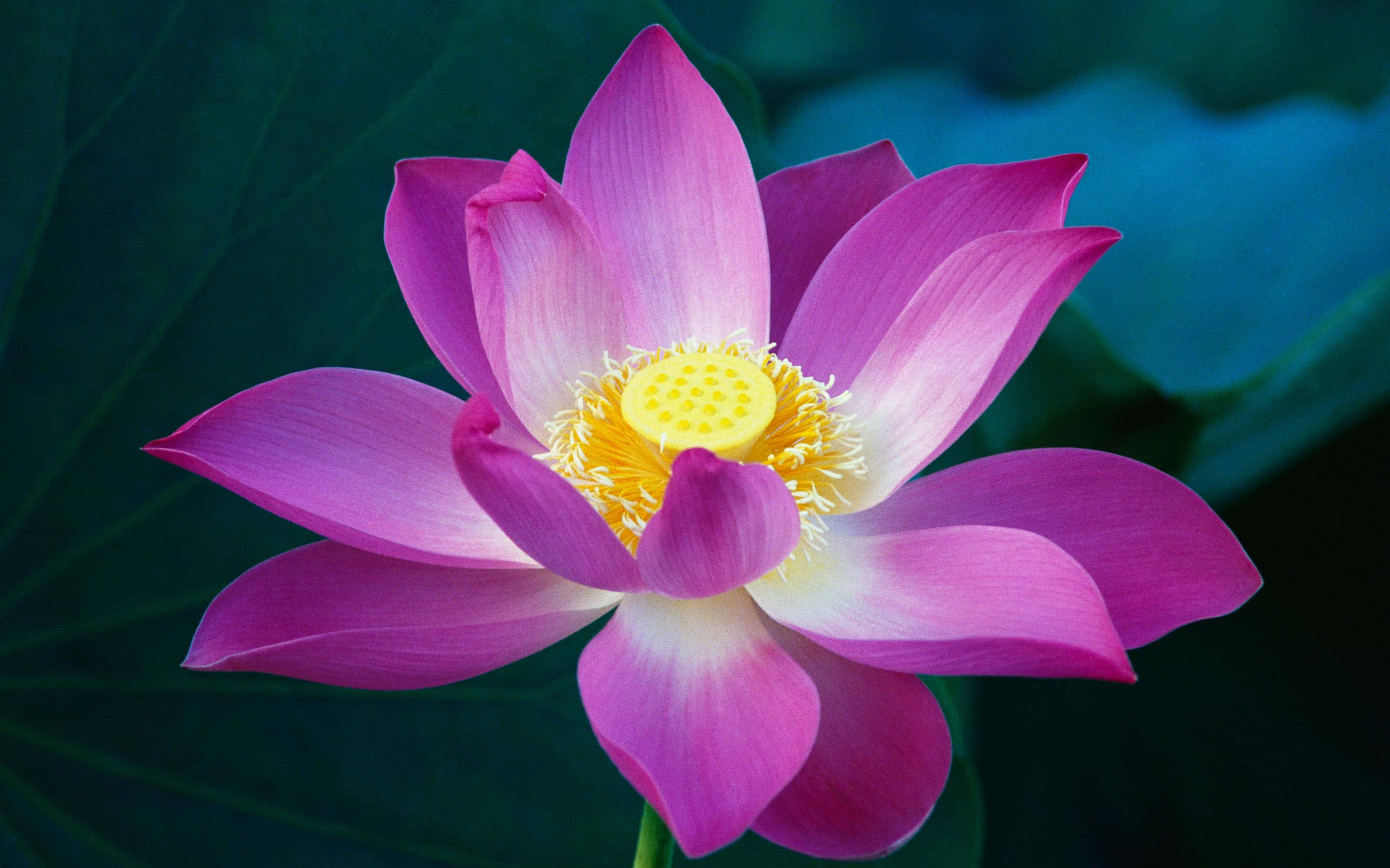 ดอกบัวสีชมพูกับใบสีเขียว วอลเปเปอร์
