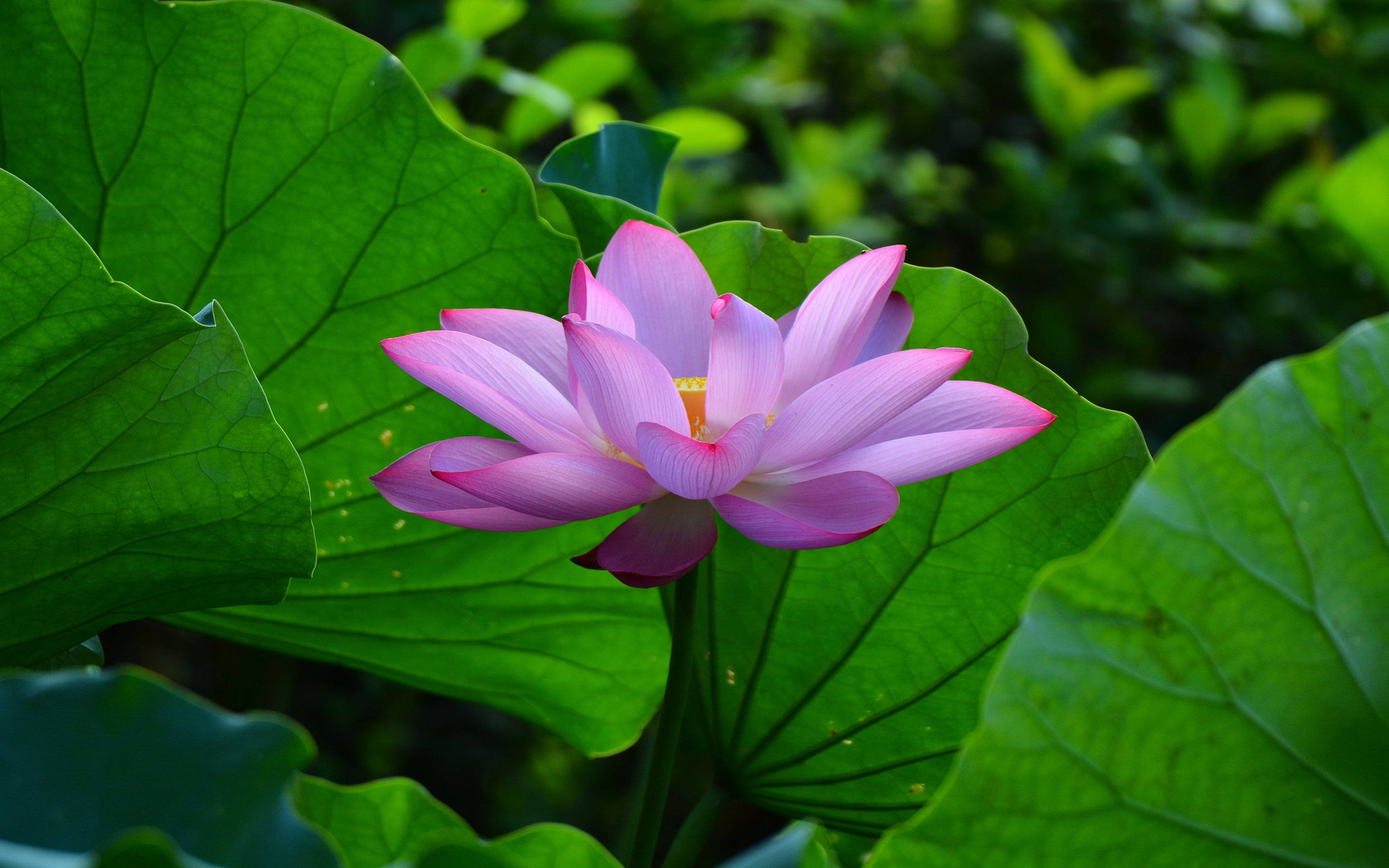 ดอกบัวสีชมพูพาสเทลในฤดูร้อน วอลเปเปอร์