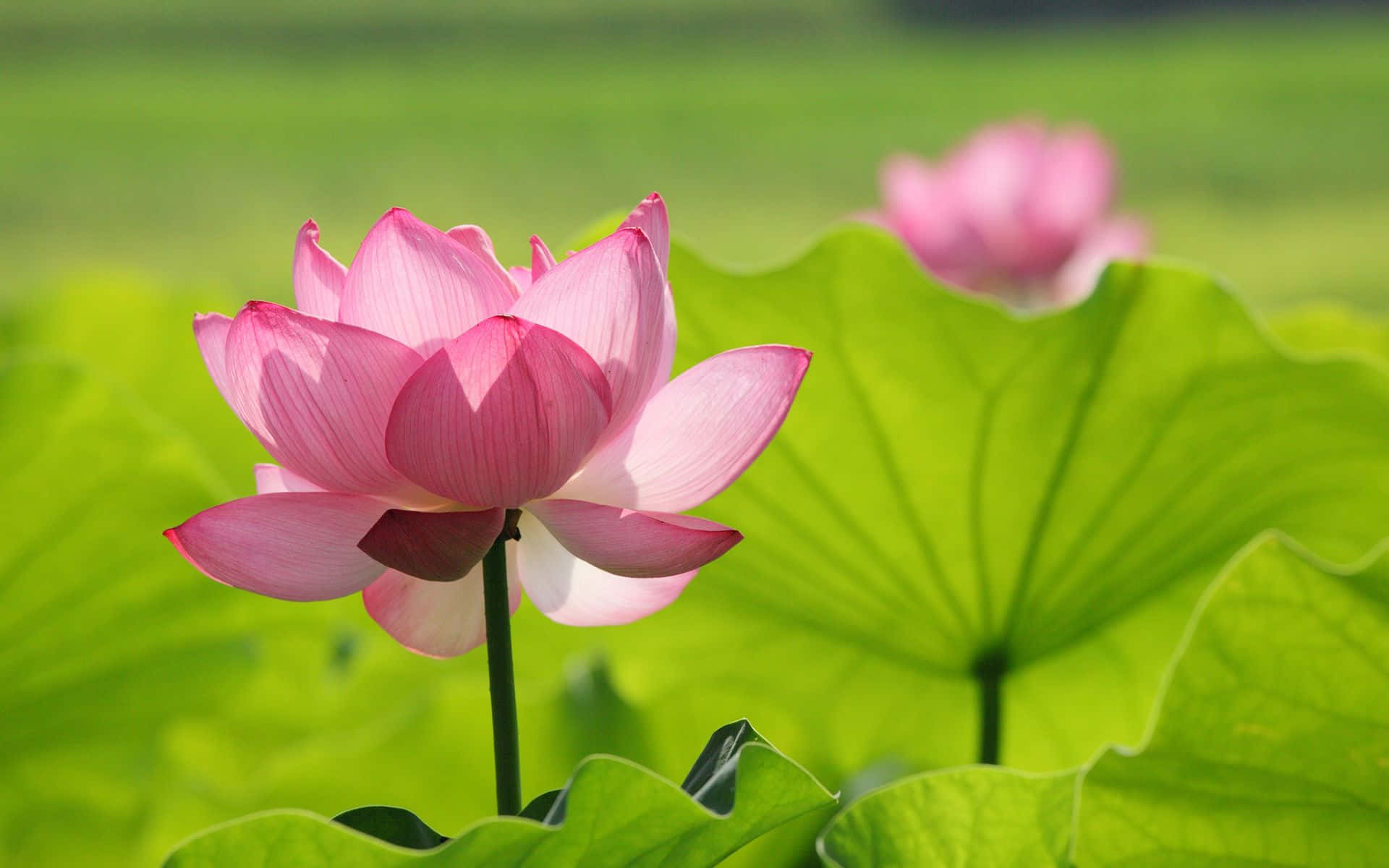 ดอกบัวในทุ่ง วอลเปเปอร์