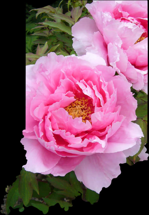 ดอกพีโอนีสีชมพูสดใสจัดวางสวยงาม วอลเปเปอร์