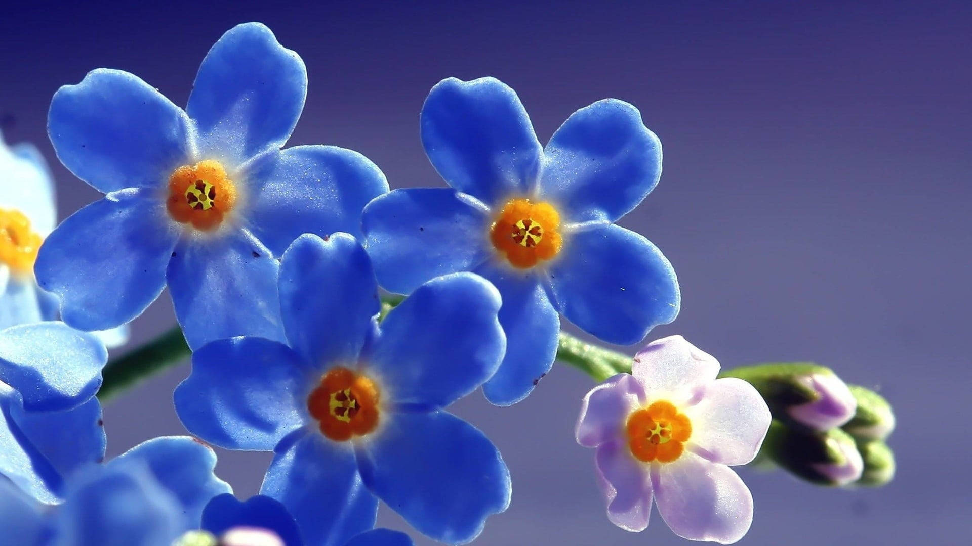 ดอกฟอร์เก็ตมีน็อตสวยงามถ่ายระยะใกล้ — ดอกไม้ วอลเปเปอร์
