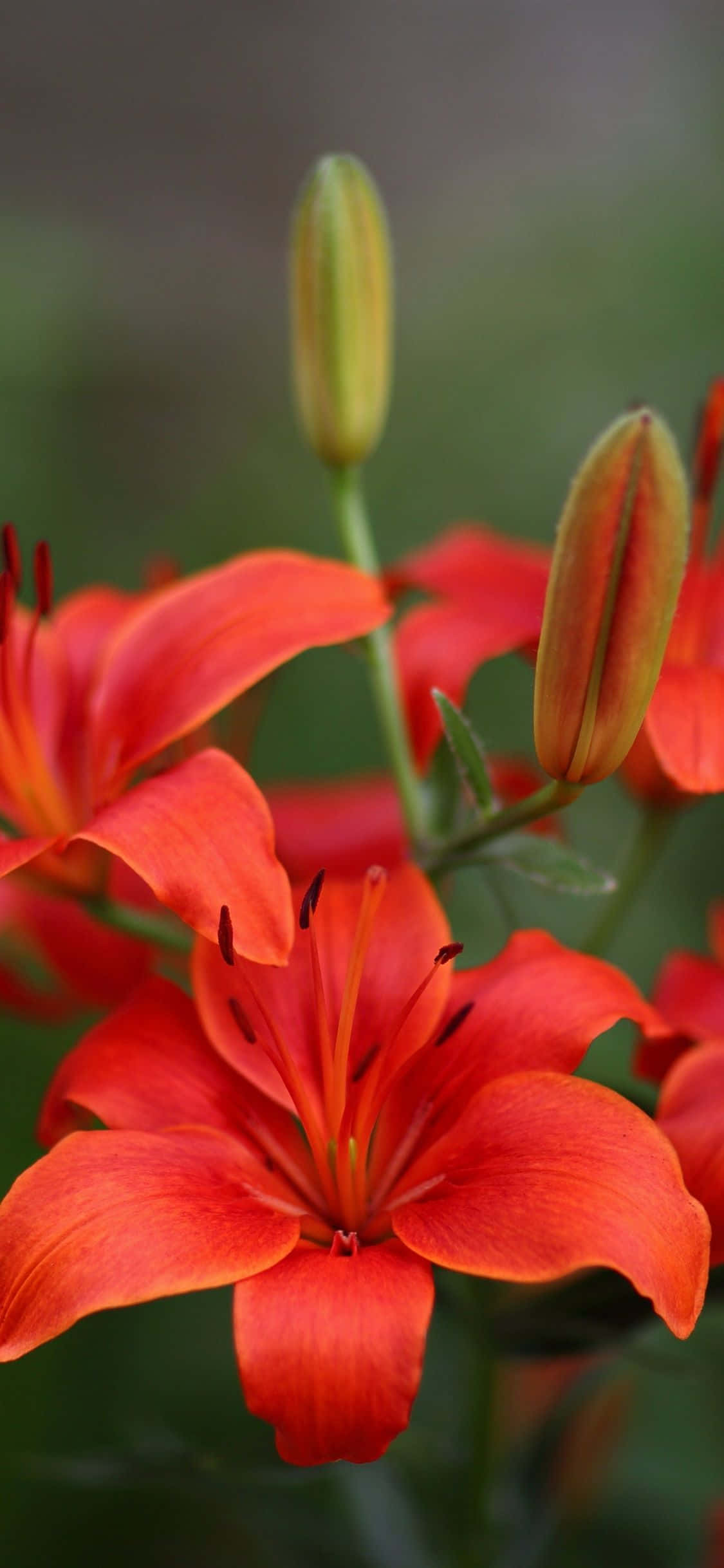ดอกลิลลี่สีชมพูสวยงามกำลังบานเต็มที่ วอลเปเปอร์