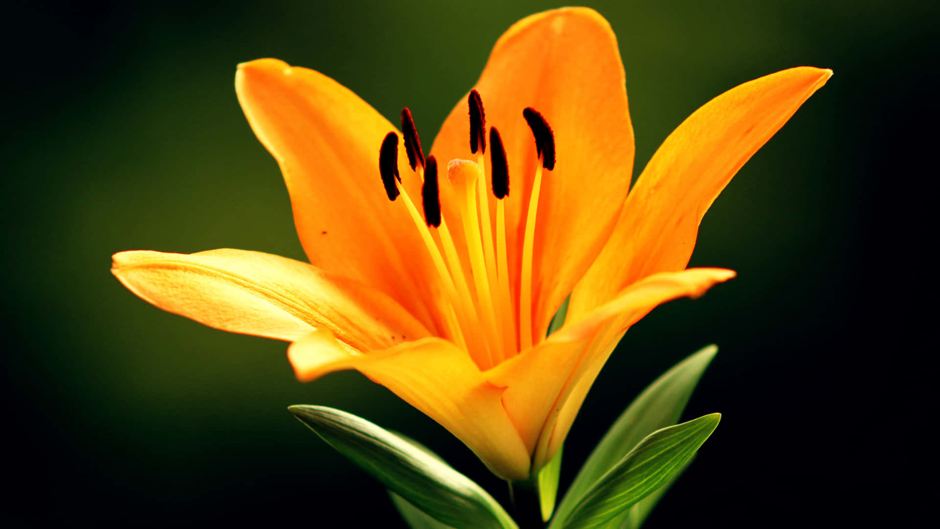 ลิลลี่,ดอกไม้,สีส้ม,บาน,กลีบดอก,อับเรณู,ละอองเรณู,สีเขียว,พืช,ธรรมชาติ,ความงาม,สดใส,สวน,พฤกษศาสตร์,ดอกไม้,ภาพใกล้,รายละเอียด,สดใหม่,สว่าง,มีสีสัน — ดอกไม้ วอลเปเปอร์