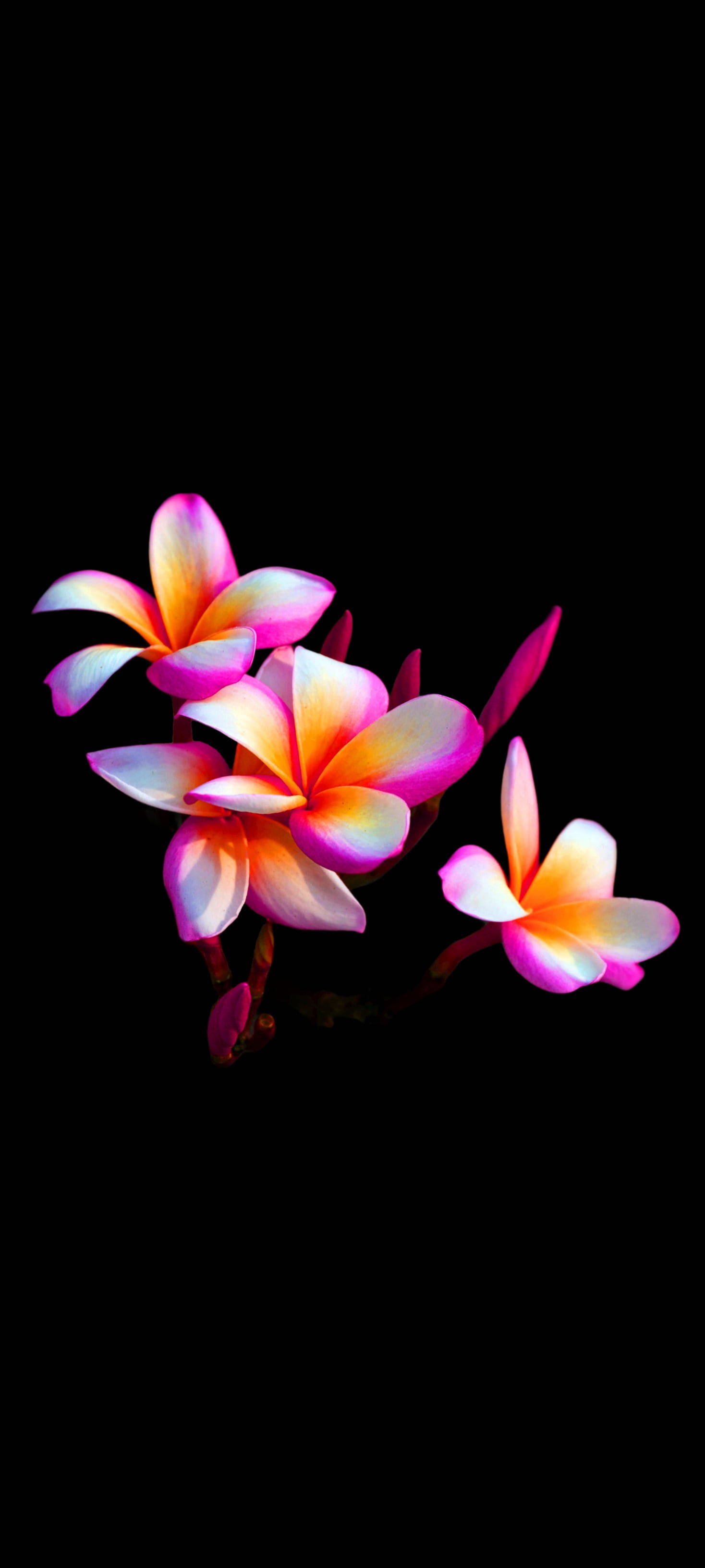 ดอกลีลาวดีสวยงามบนมือถือ วอลเปเปอร์