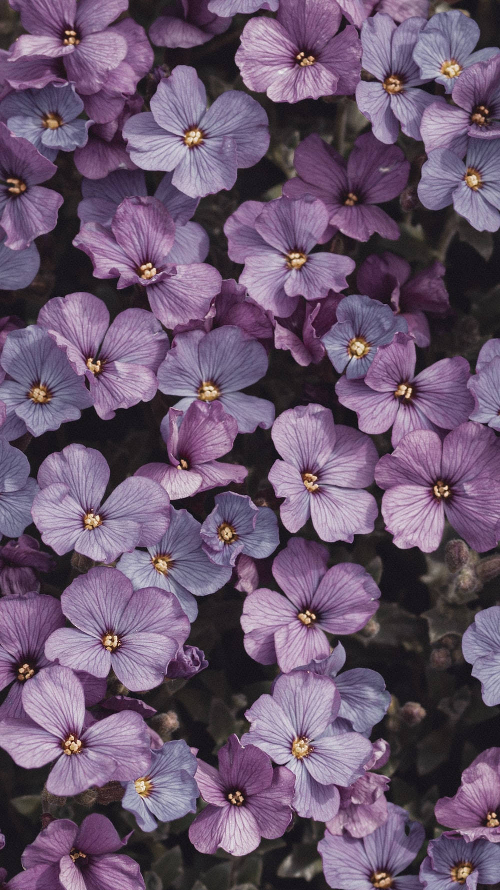 ดอกออเบรียตาสีม่วงอ่อนสไตล์สวยงาม วอลเปเปอร์
