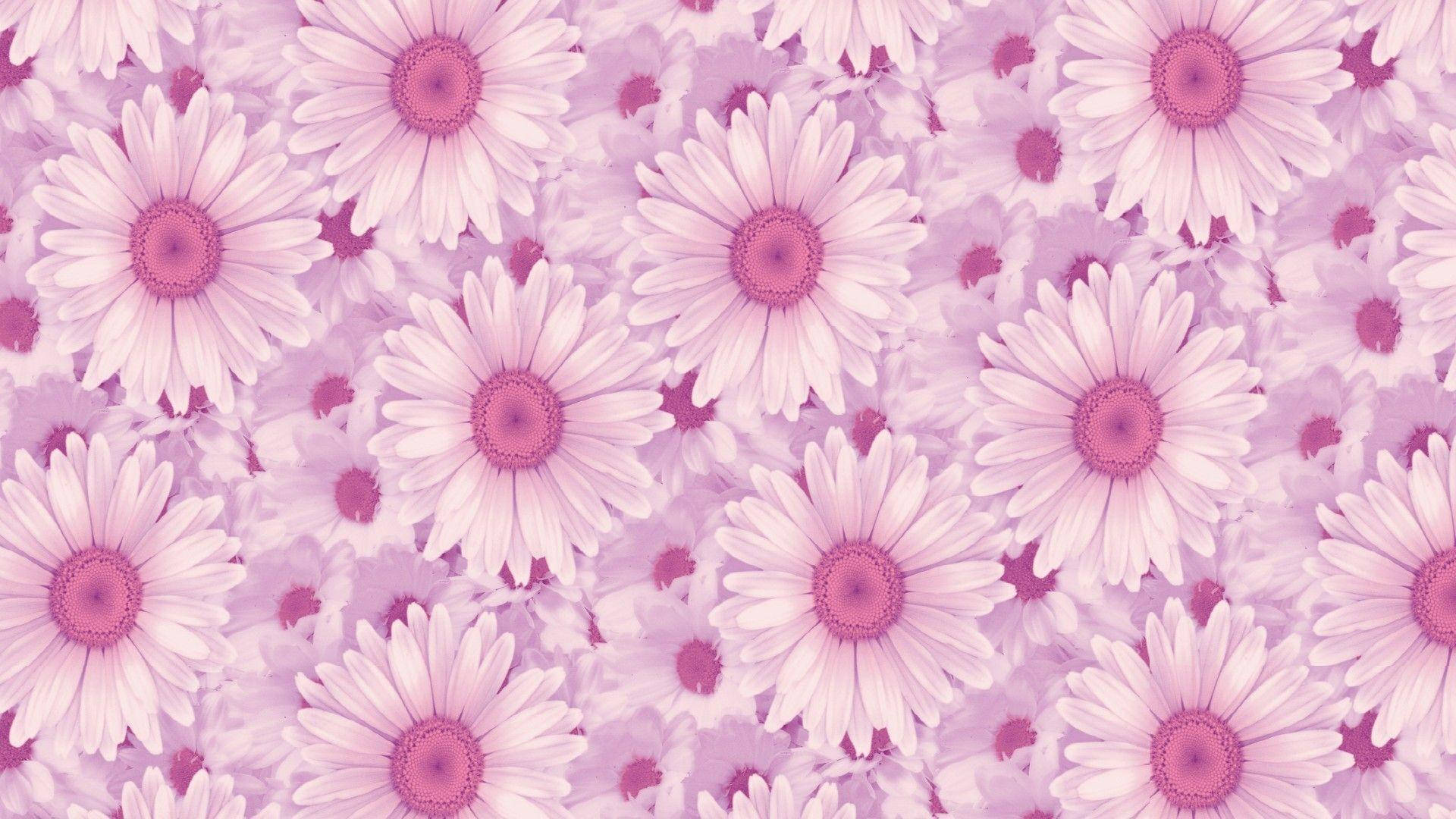 วอลเปเปอร์ดอกเดซี่สวยงามบนแล็ปท็อป — สุนทรียภาพ โน้ตบุ๊ก GIF วอลเปเปอร์