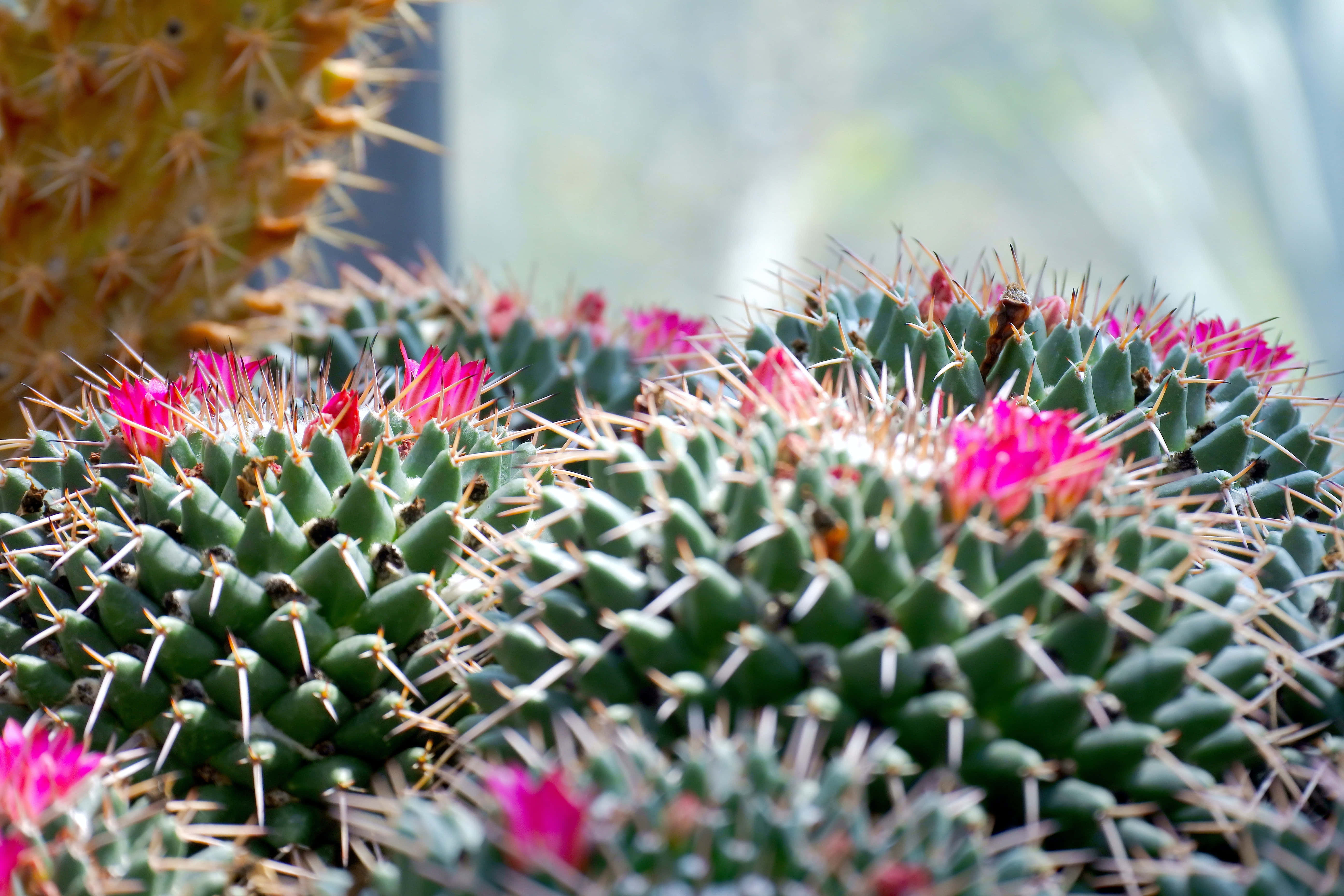 ดอกไม้กระบองเพชร Mammillaria Polythele วอลเปเปอร์